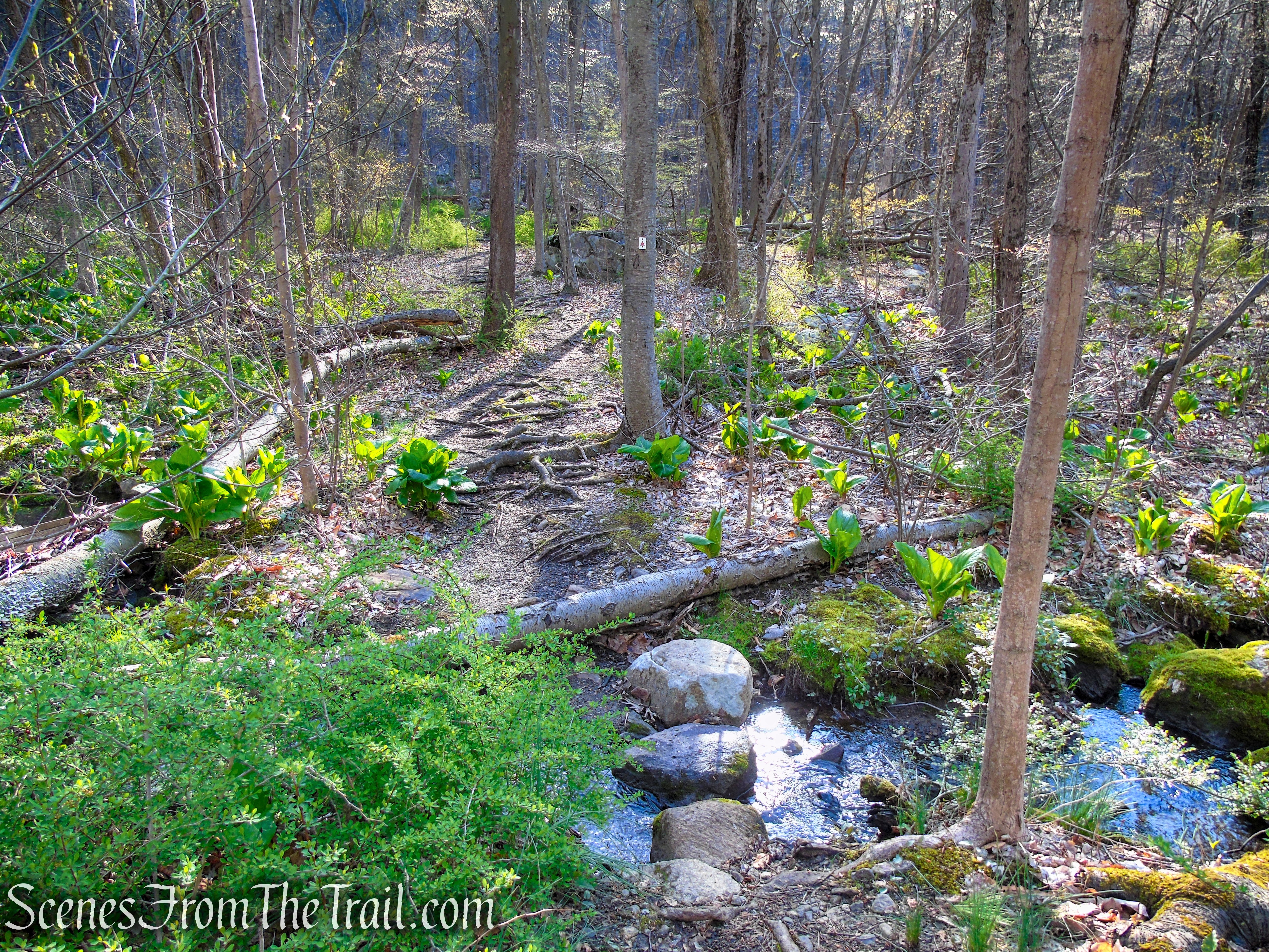 Stonetown Circular Trail - Windbeam Mountain
