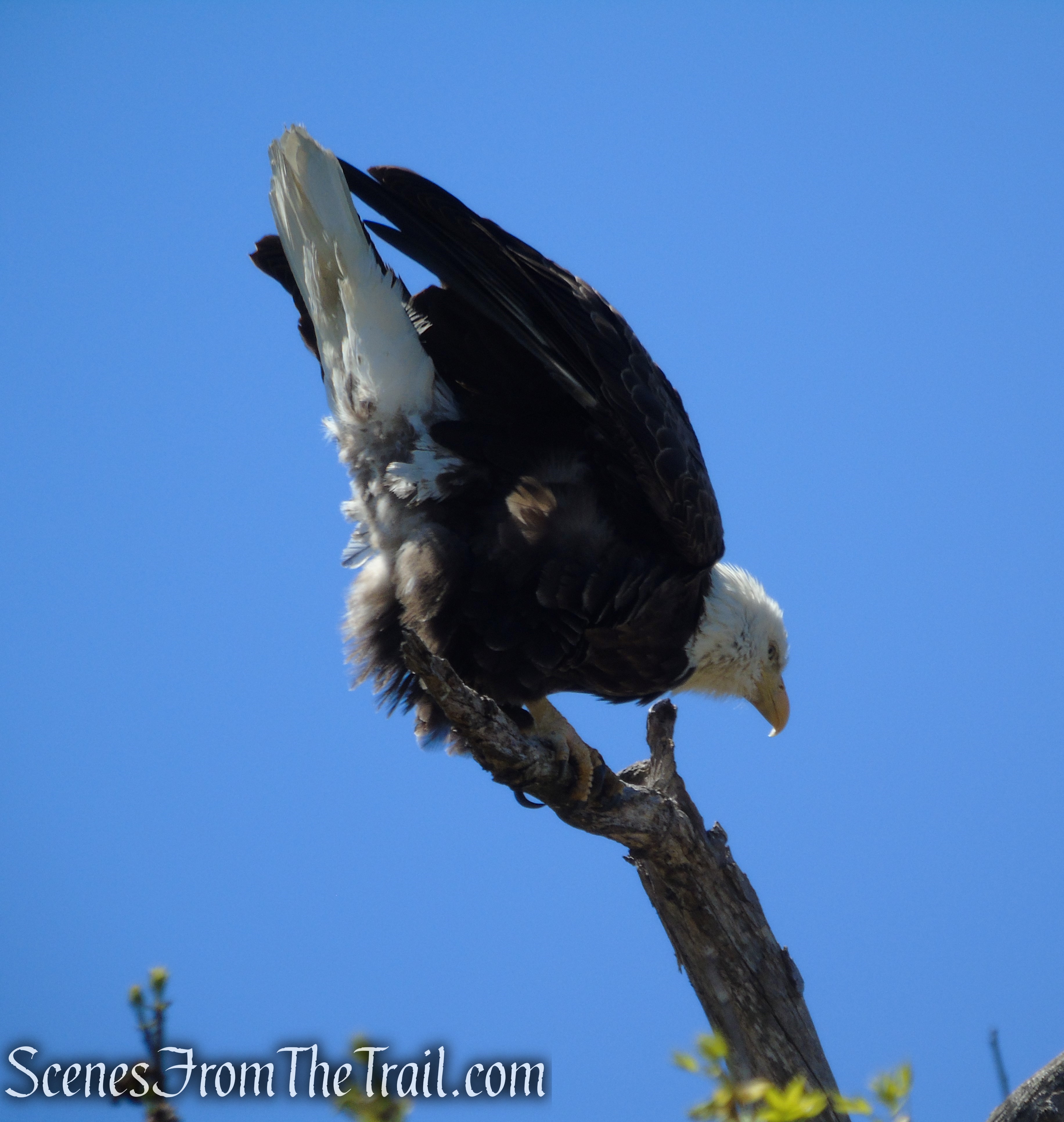 Bald Eagle - Appalachian Trail - Delaware Water Gap