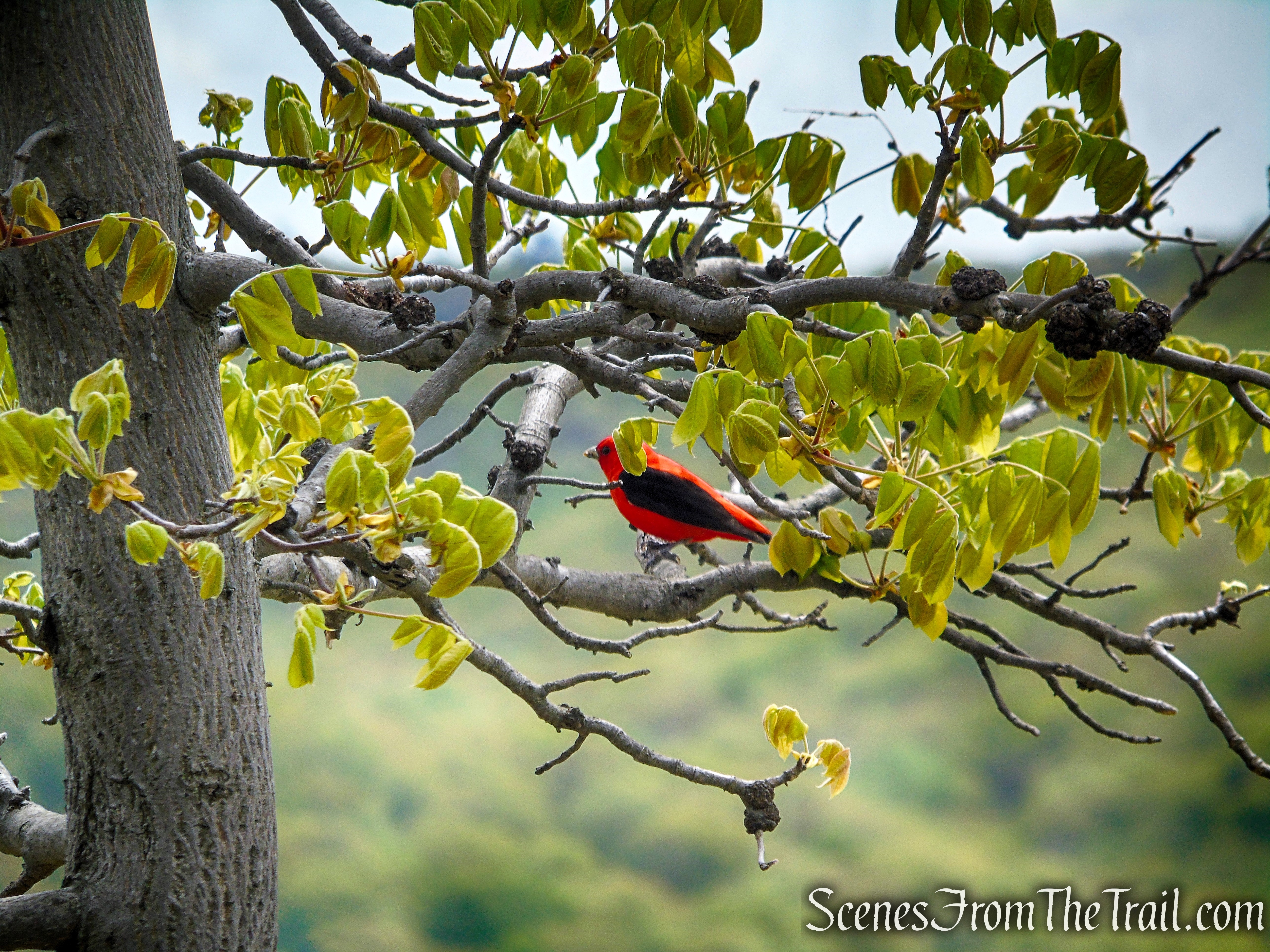 Almost Perpendicular - Harriman State Park
