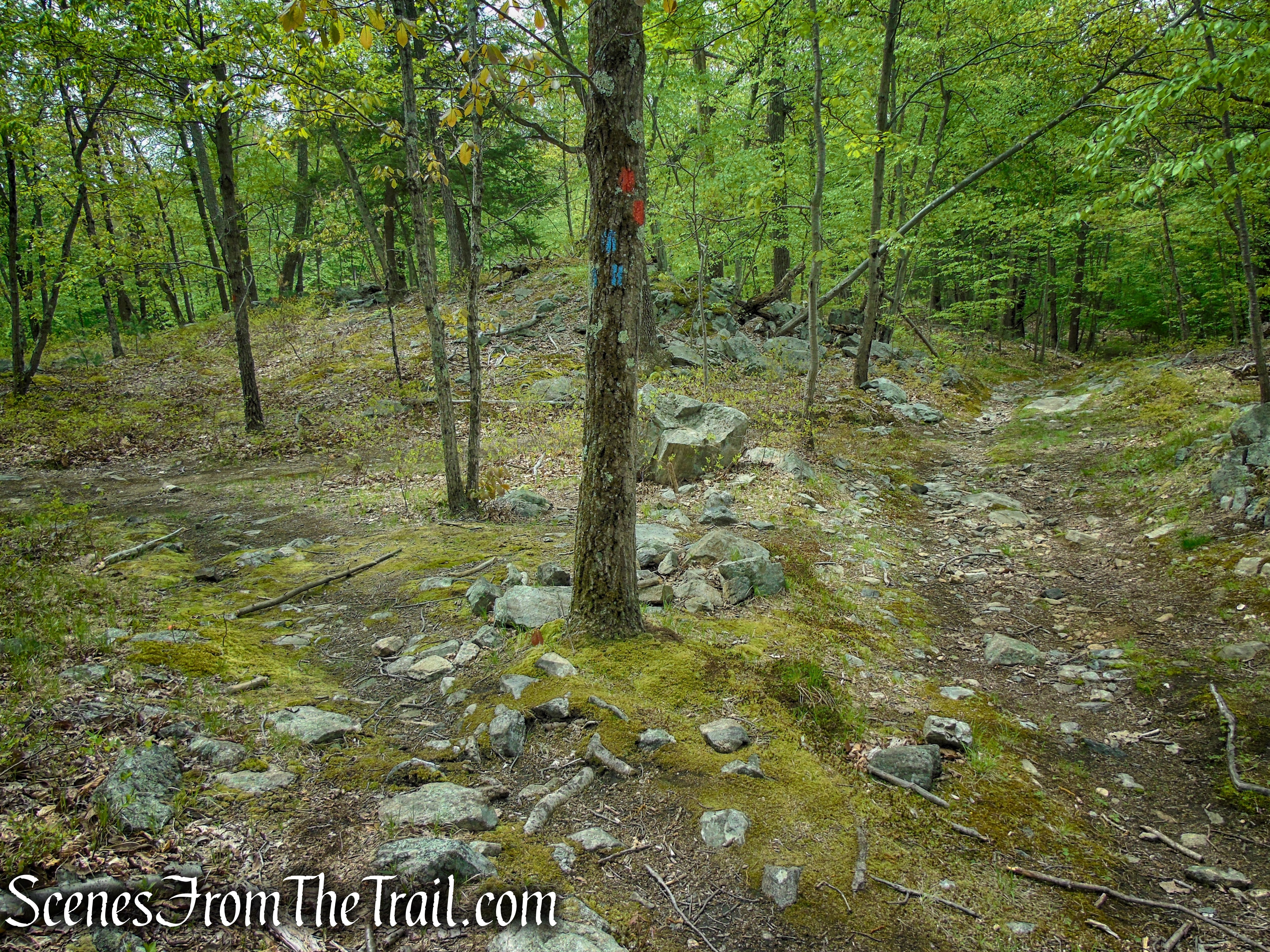 Continue straight on Blue Trail