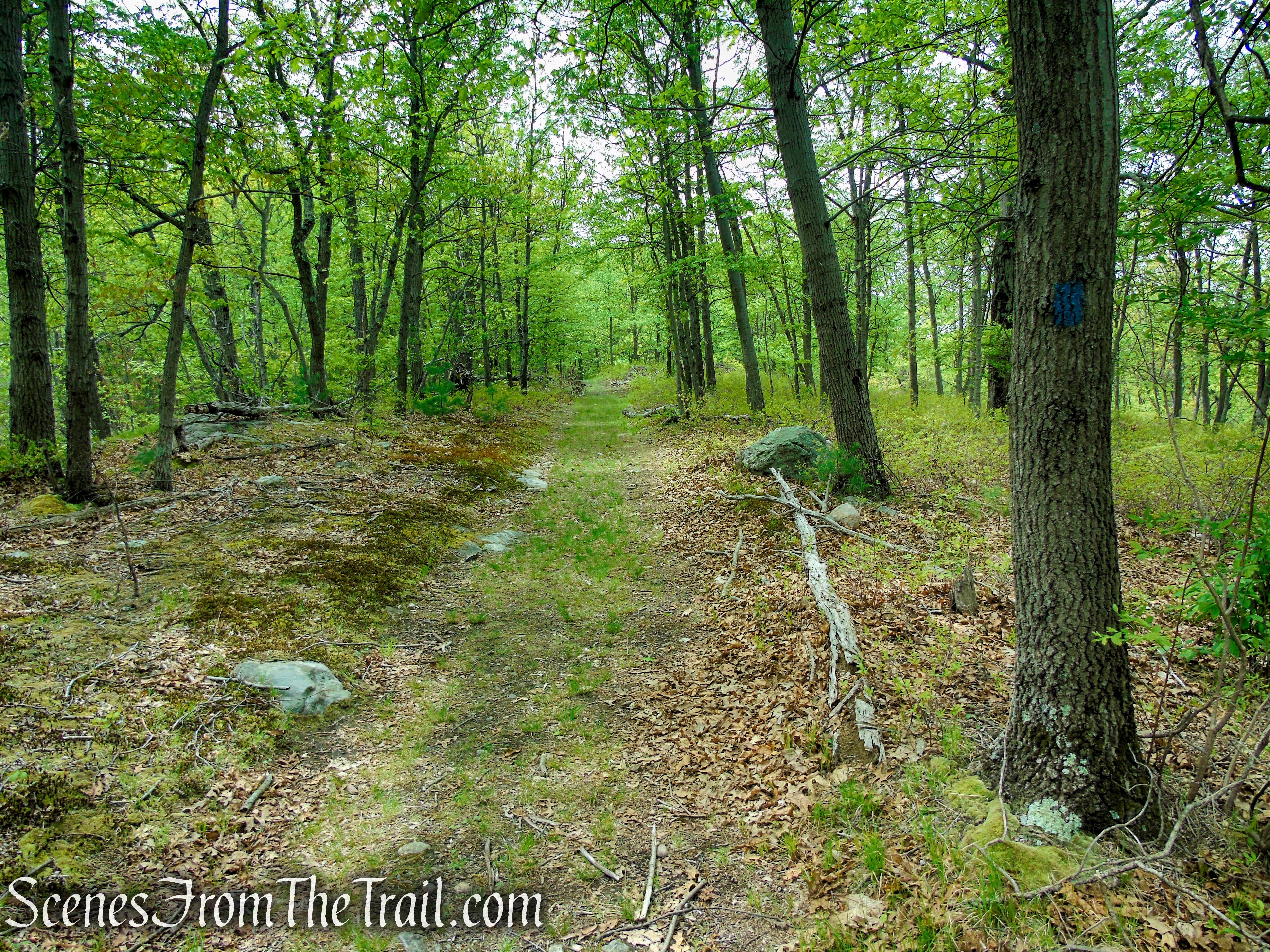 Blue Trail - Dater Mountain Nature Park