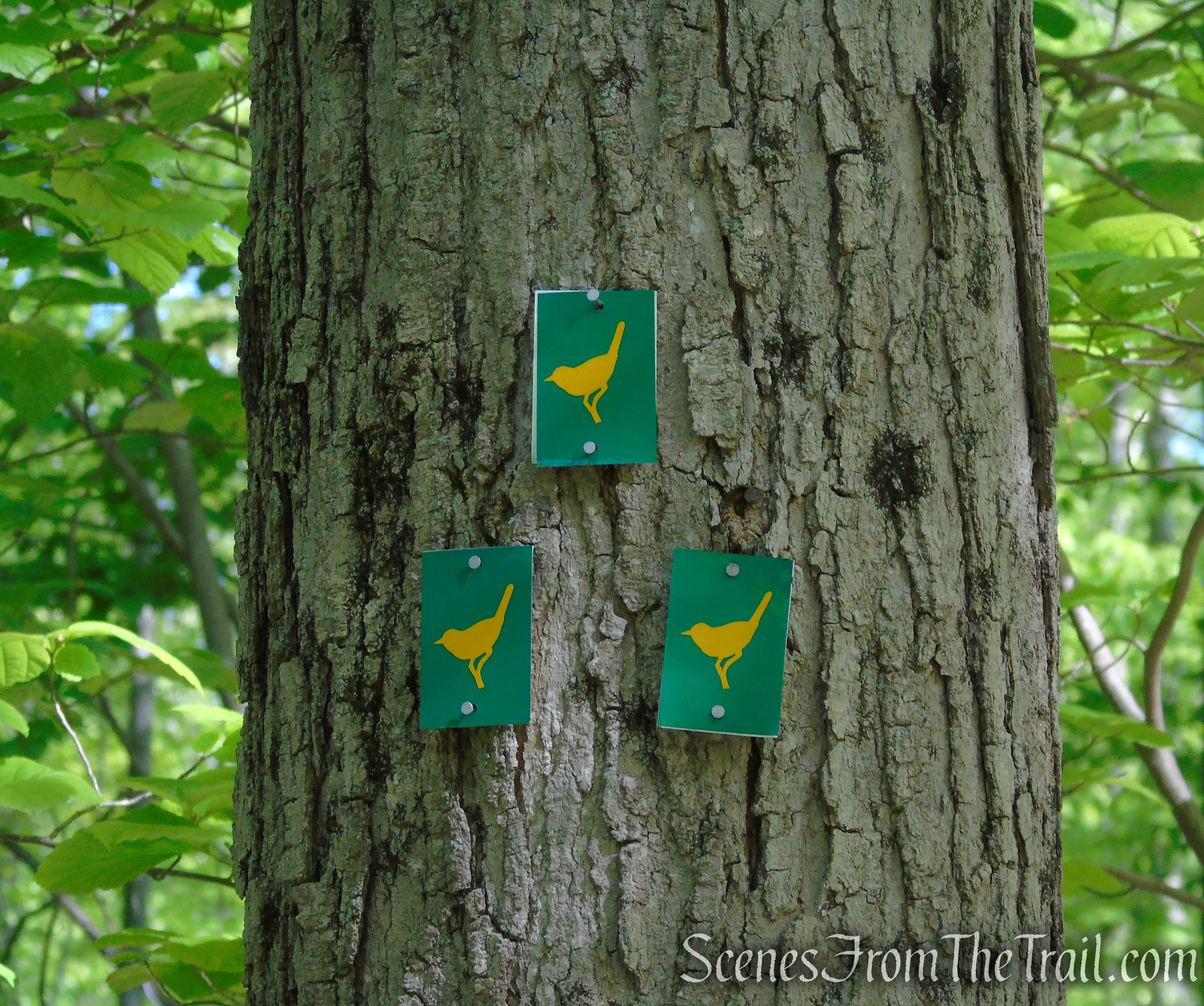 Warbler Trail - Sterling Forest State Park