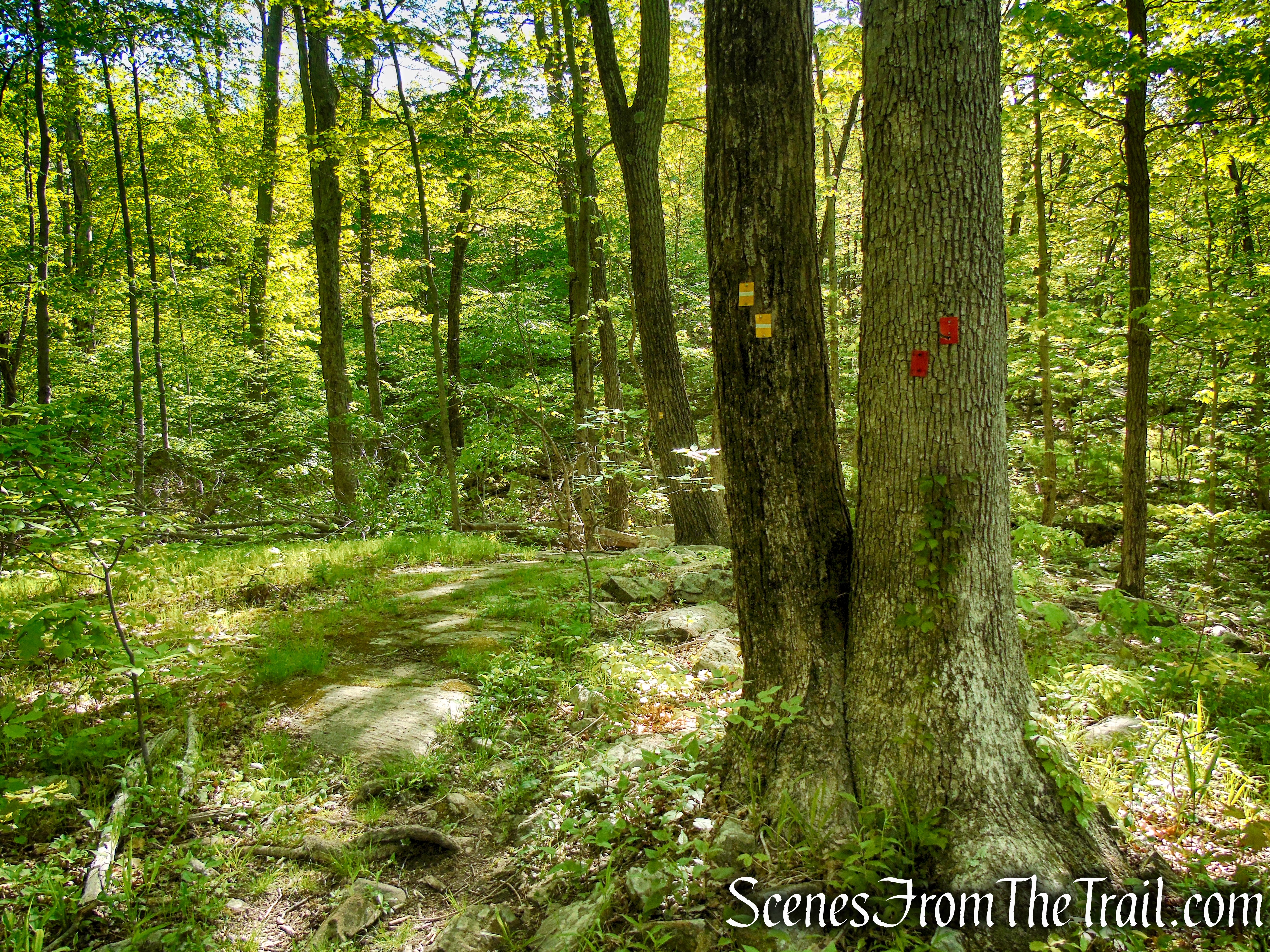 Indian Hill Loop Trail - Sterling Forest State Park