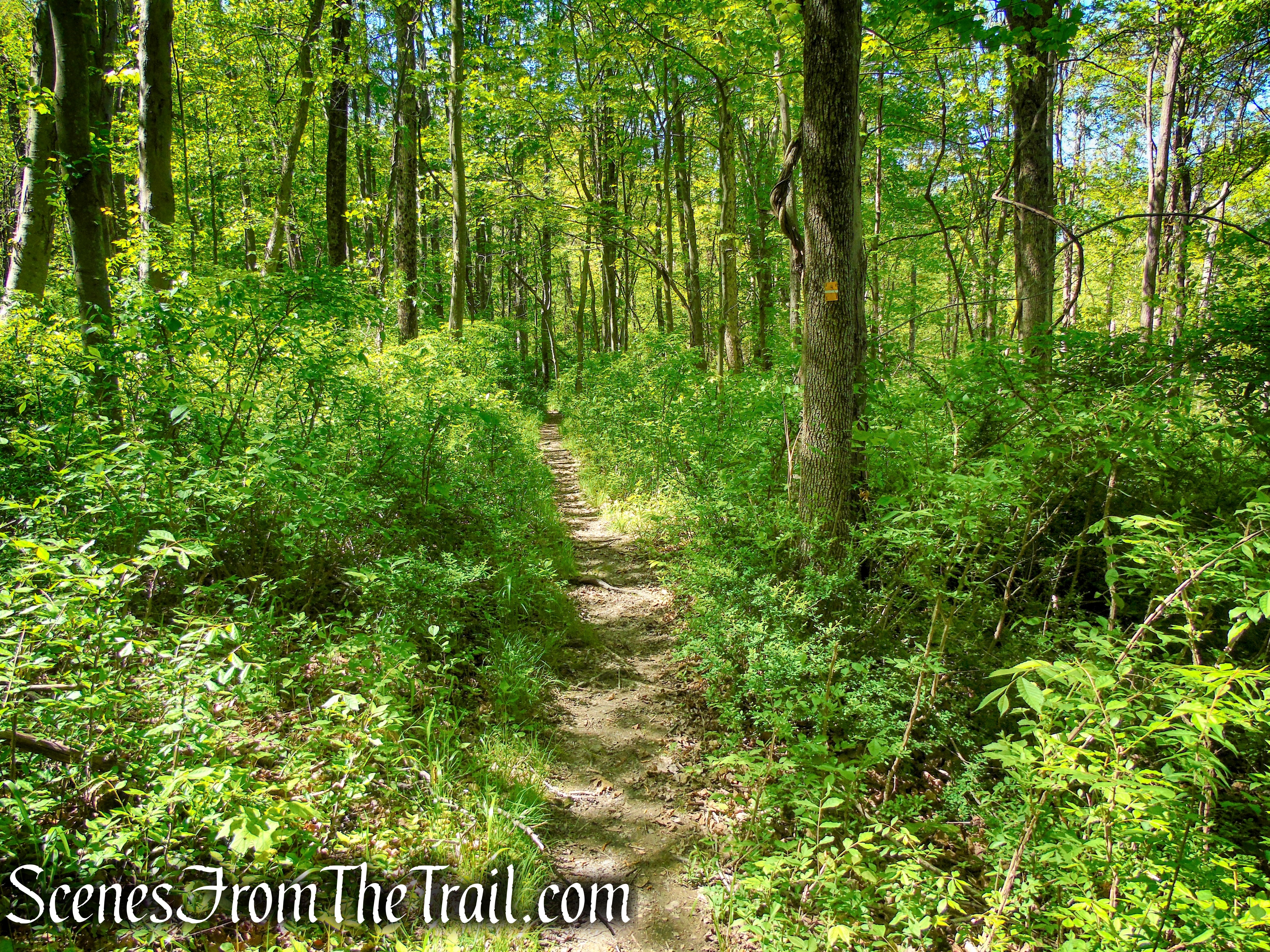 Indian Hill Loop Trail - Sterling Forest State Park