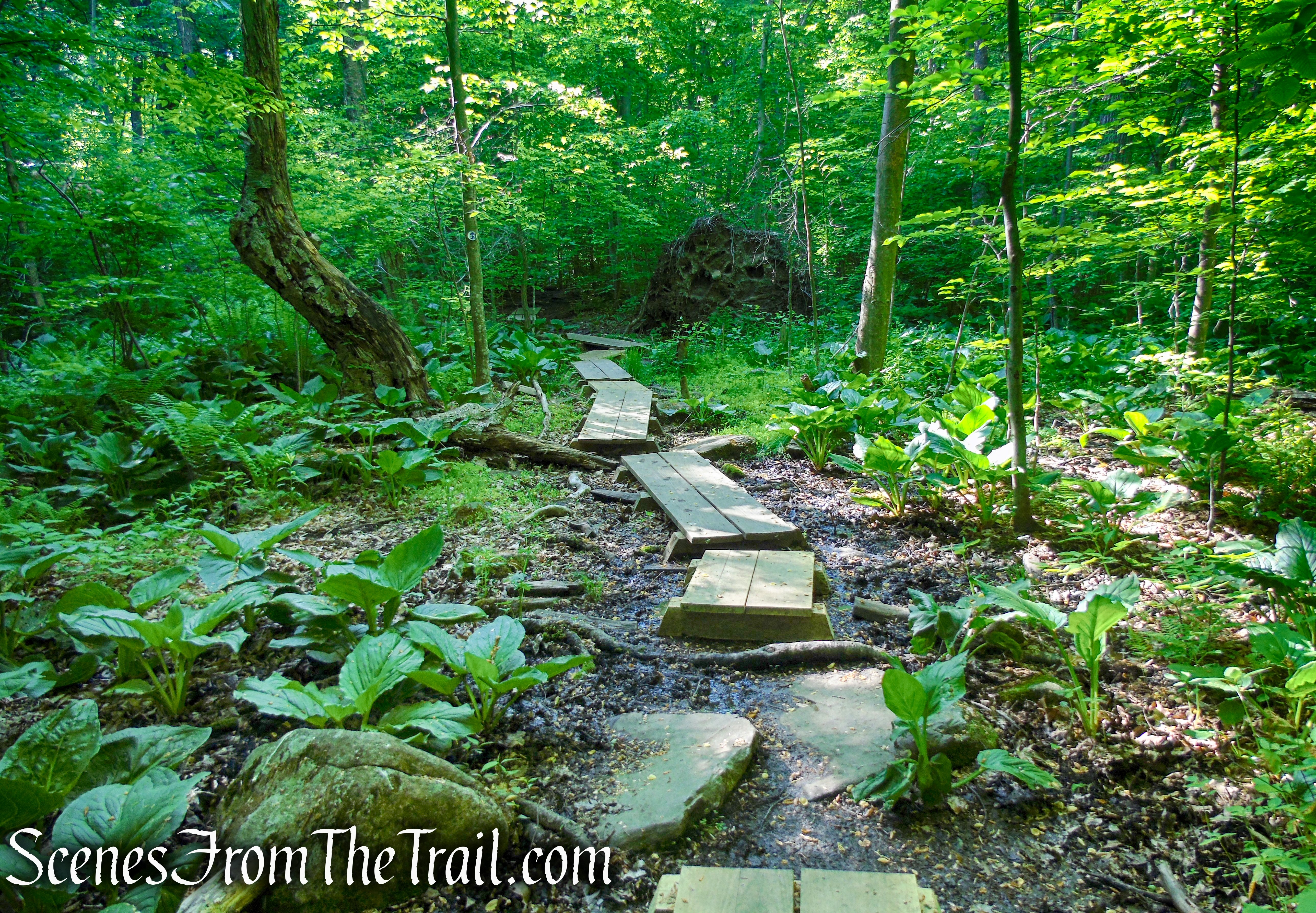 Patriots’ Path - Black River County Park