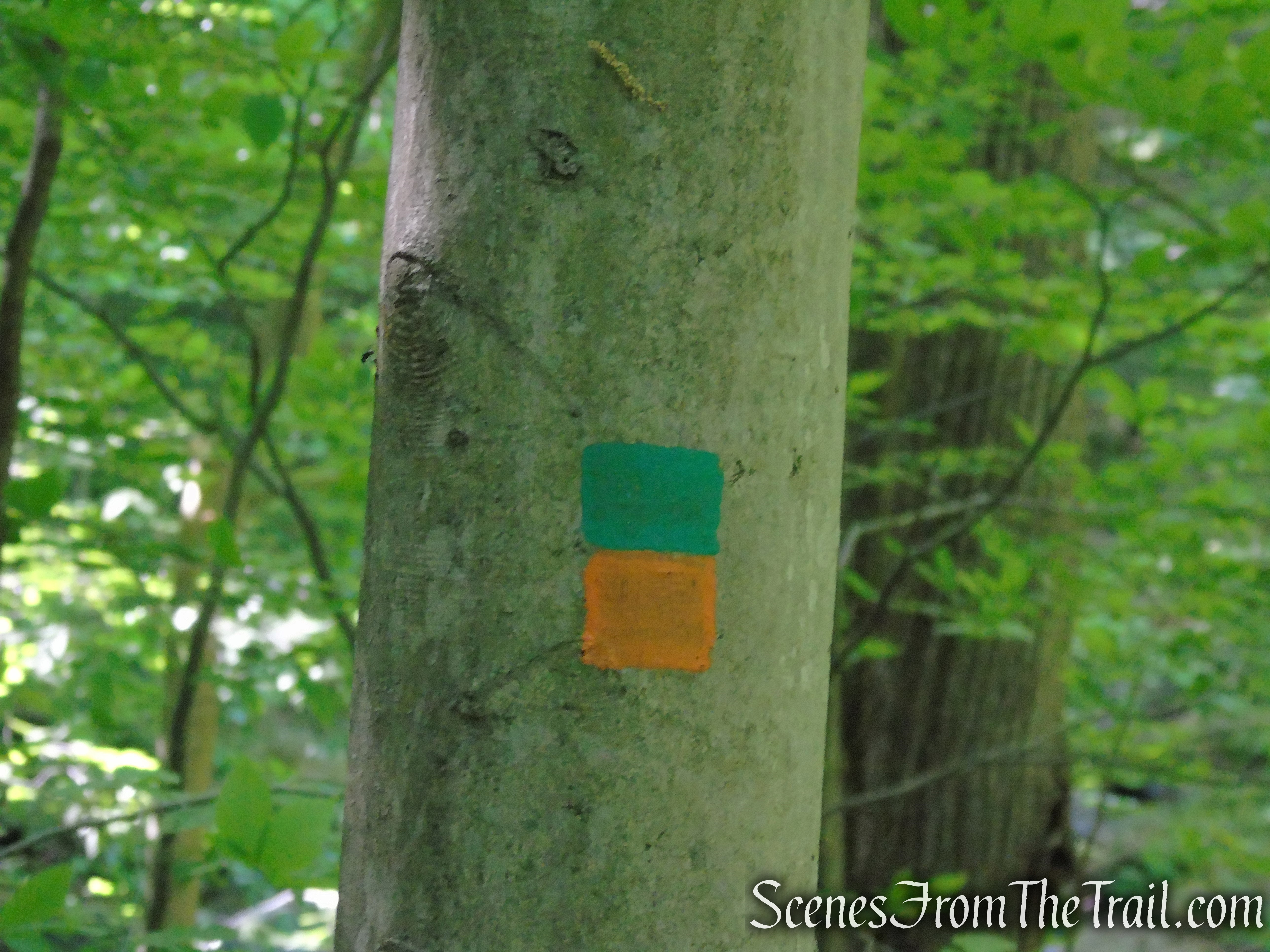 Green/Orange Connector Trail - Black River County Park