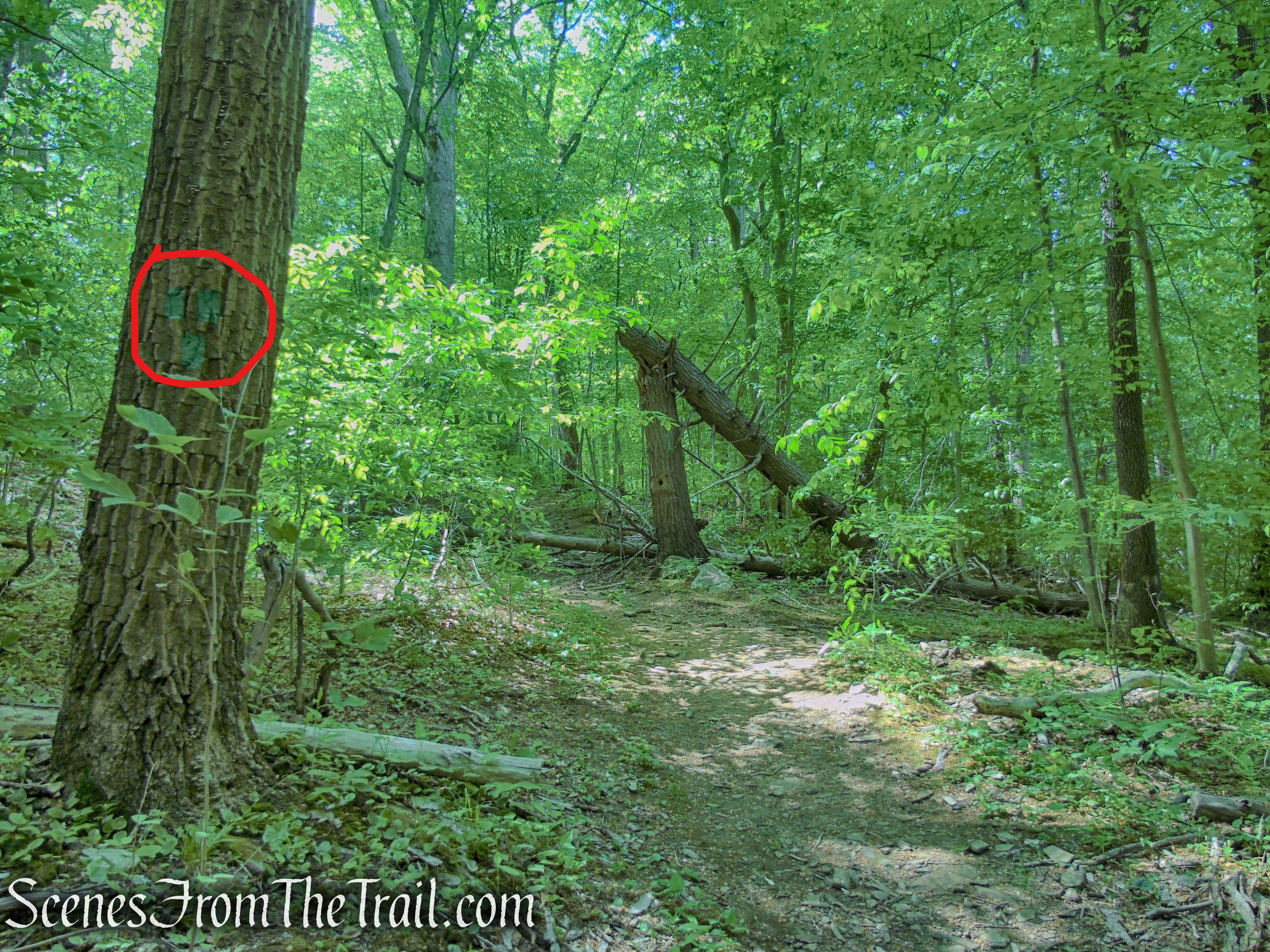Terminus of Green Trail - Black River County Park