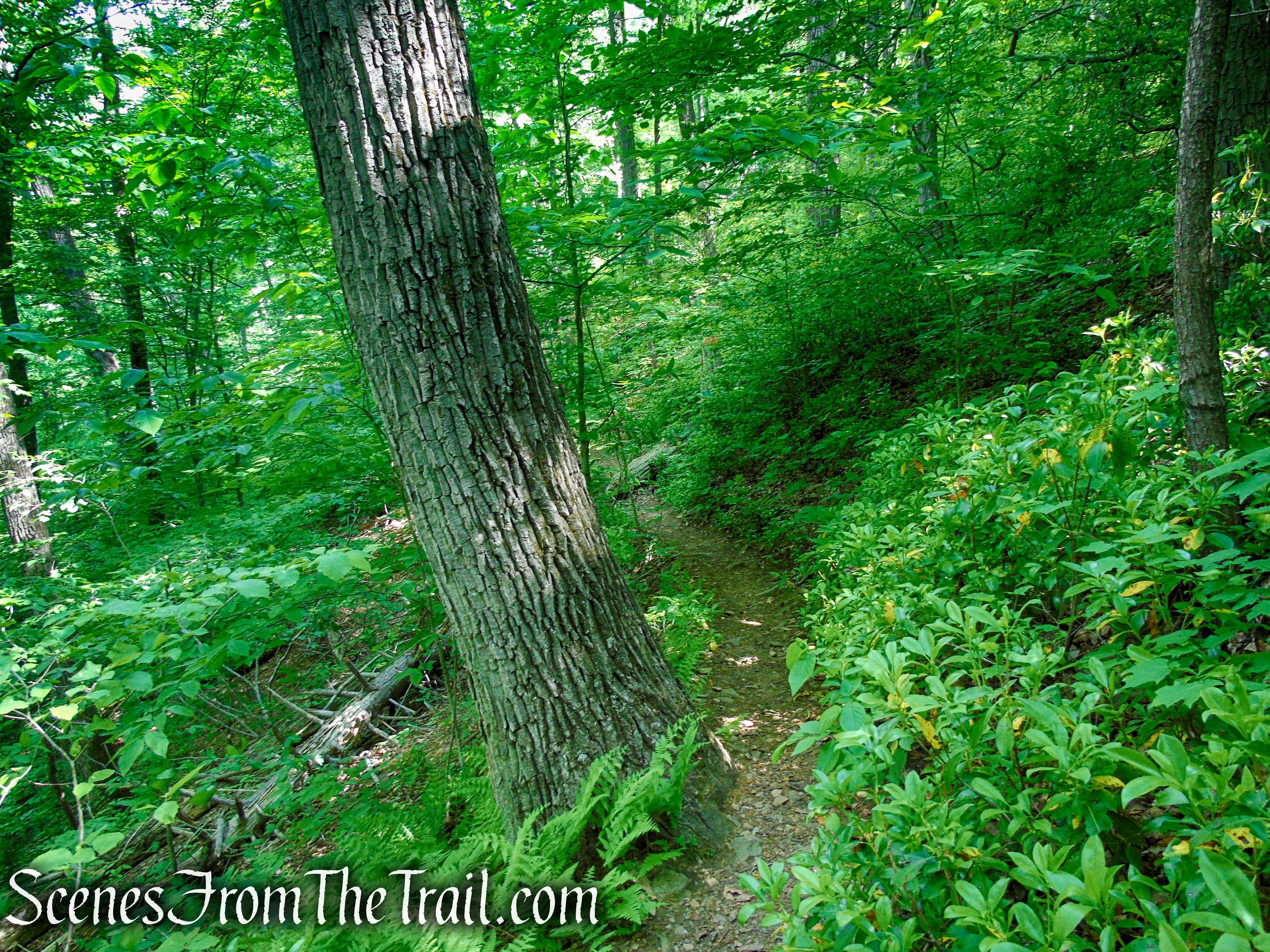 Red Trail - Black River County Park