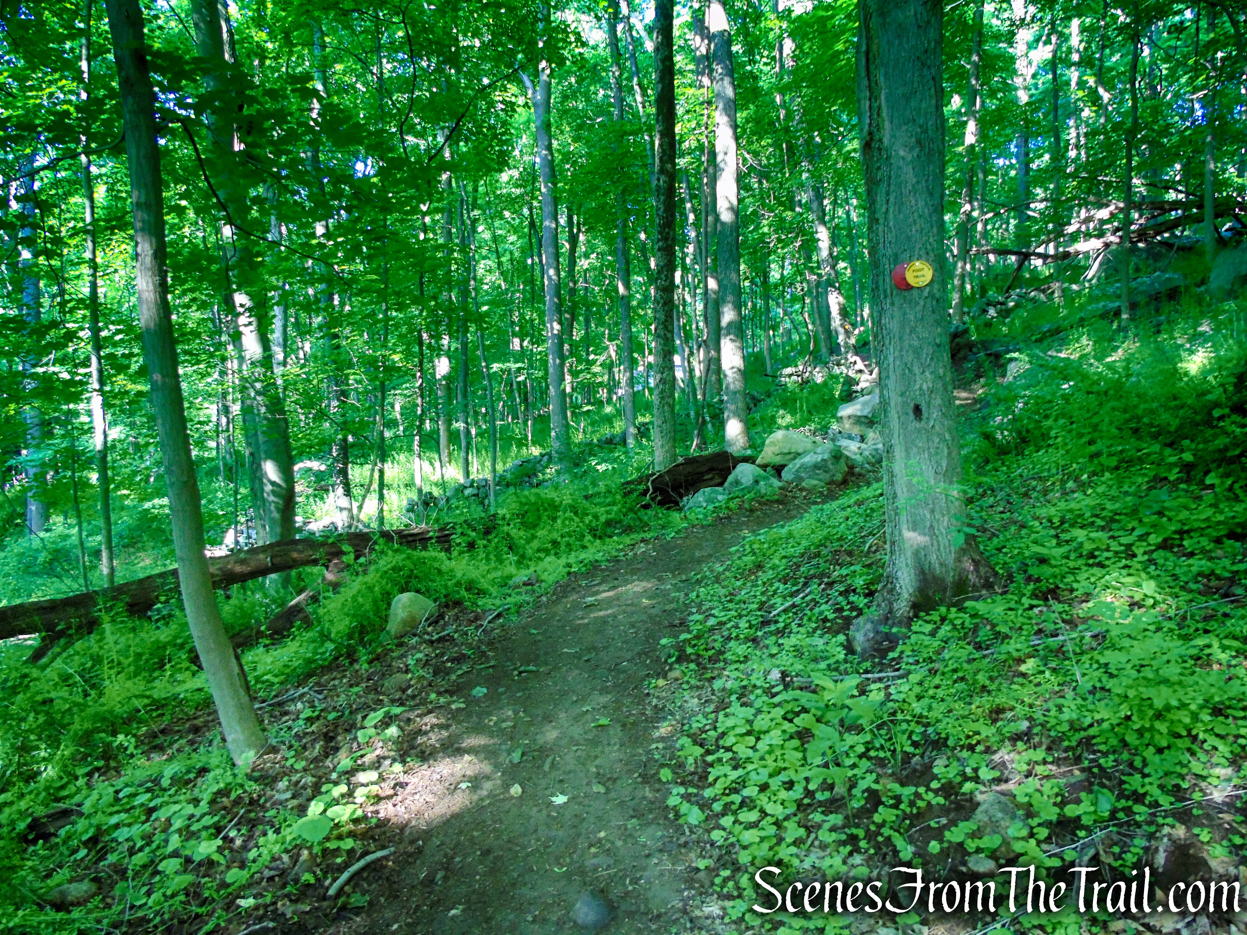 Red-Yellow Trail - Granite Mountain Preserve