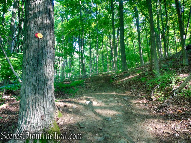Red-Yellow Trail - Granite Mountain Preserve