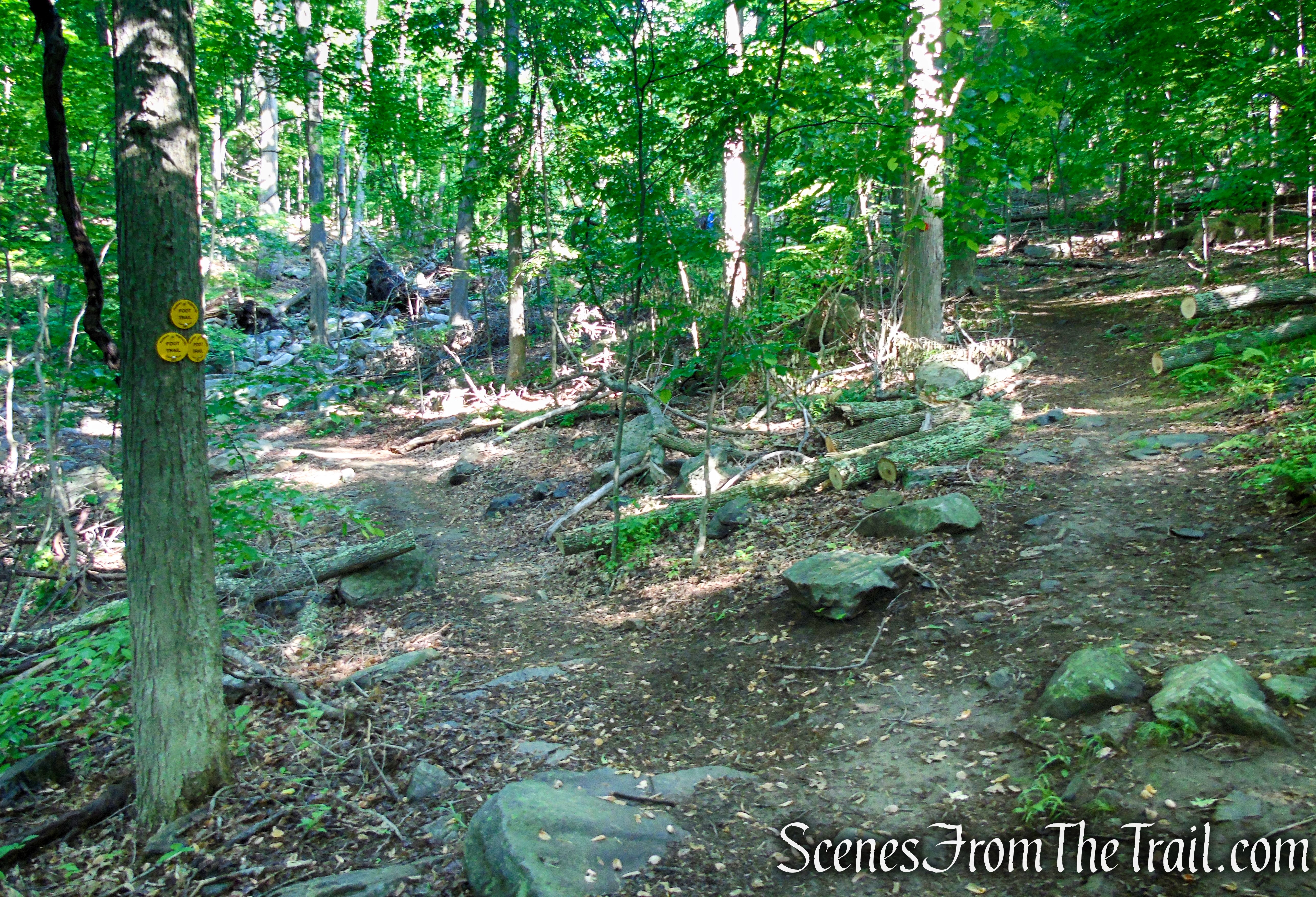 Continue straight past the junction with the lower leg of the Yellow Trail