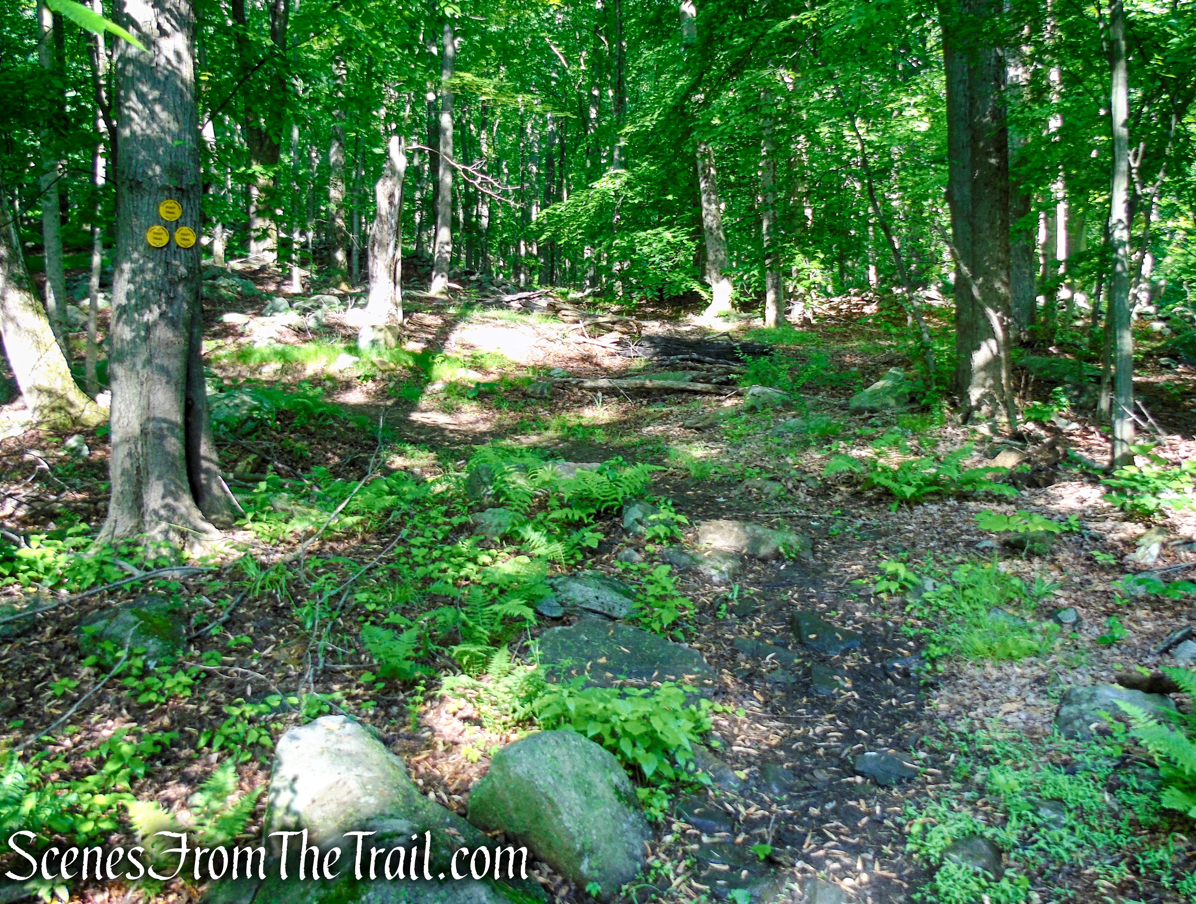 Yellow Trail - Granite Mountain Preserve