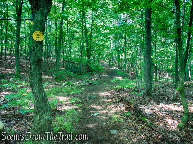 Yellow Trail - Granite Mountain Preserve