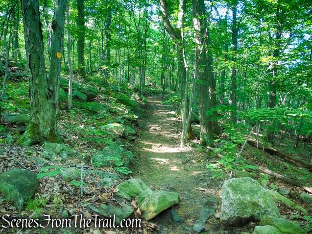 Yellow Trail - Granite Mountain Preserve