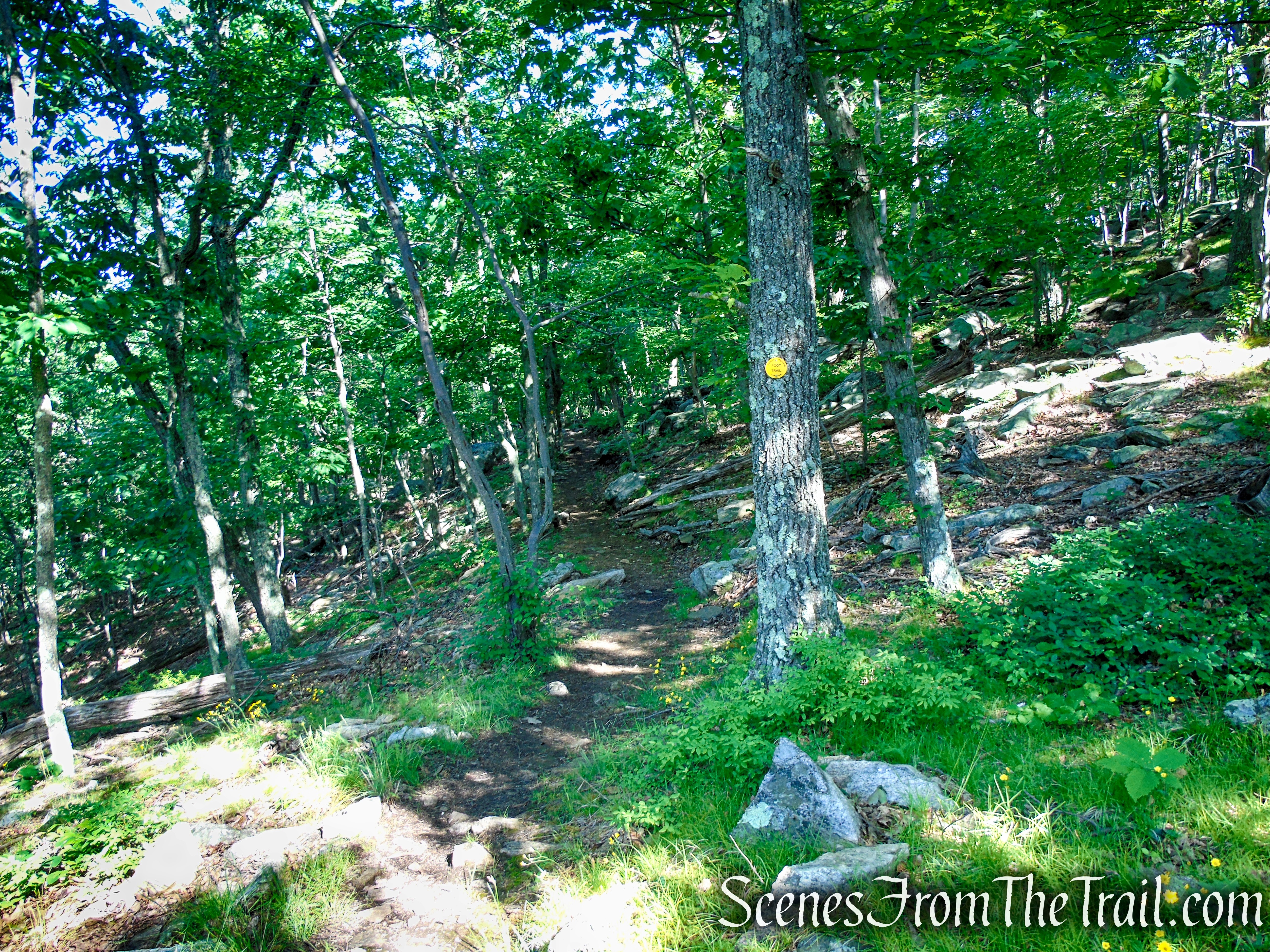 Yellow Trail - Granite Mountain Preserve