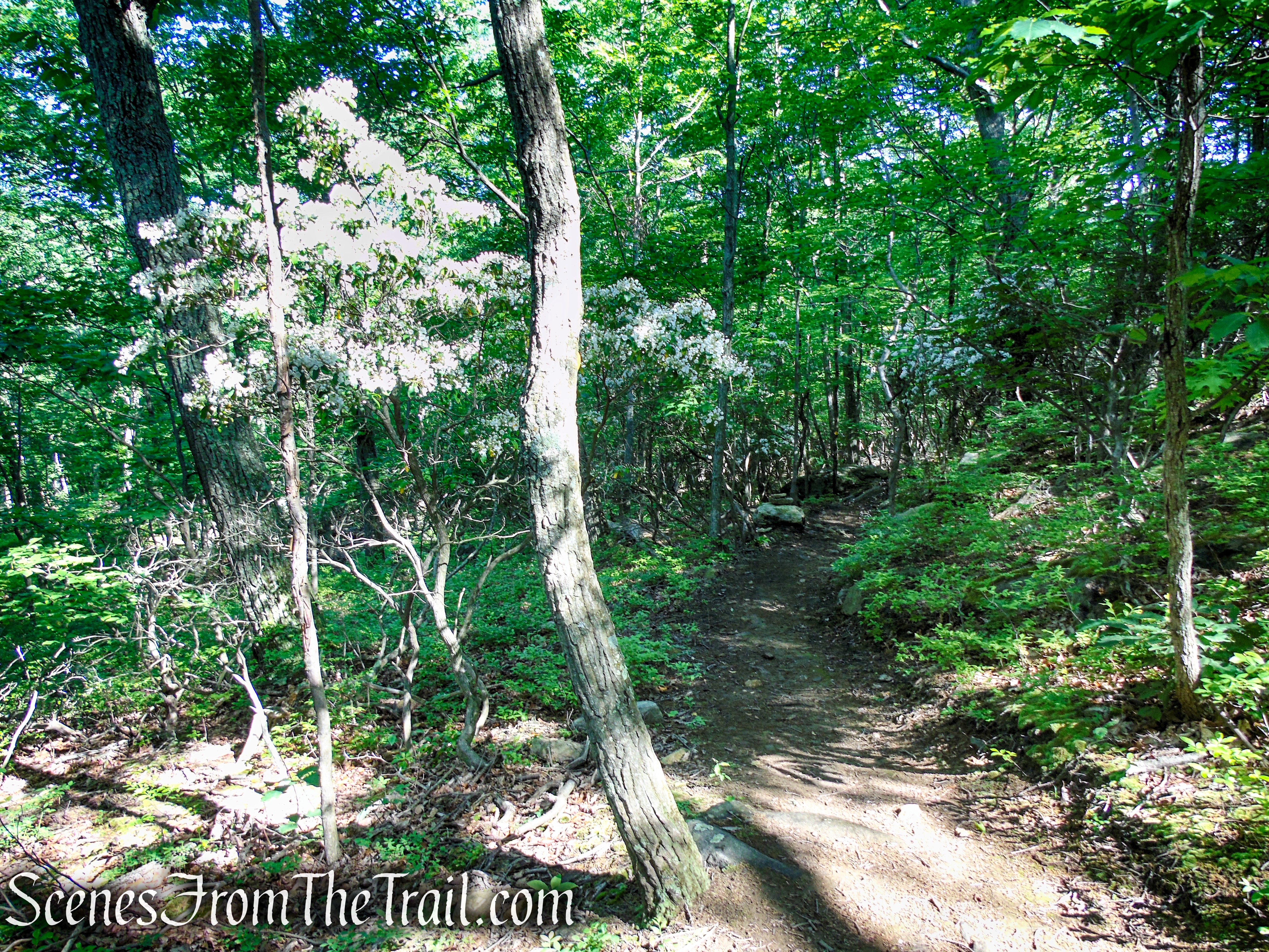 Yellow Trail - Granite Mountain Preserve