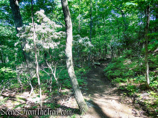 Yellow Trail - Granite Mountain Preserve