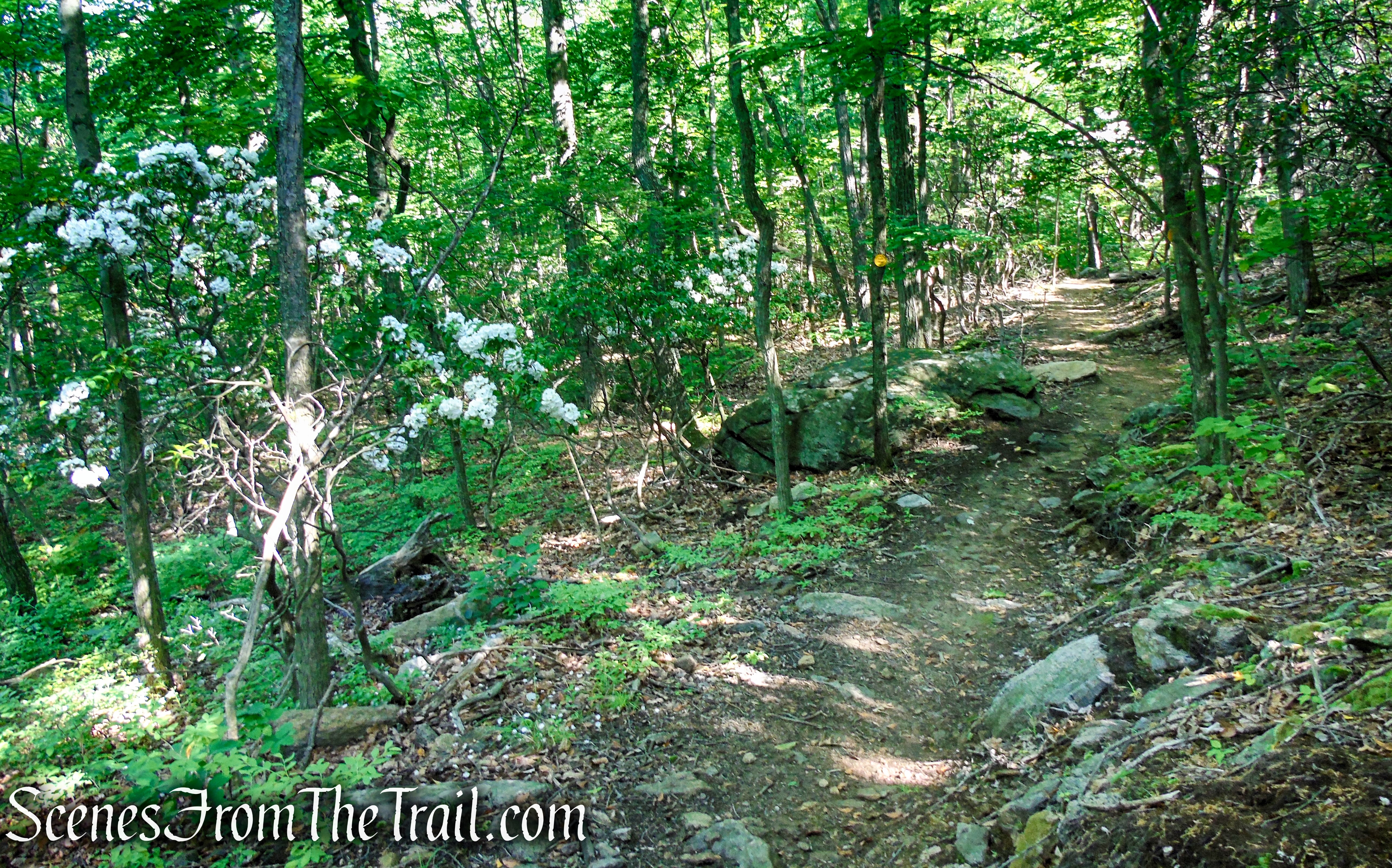 Yellow Trail - Granite Mountain Preserve
