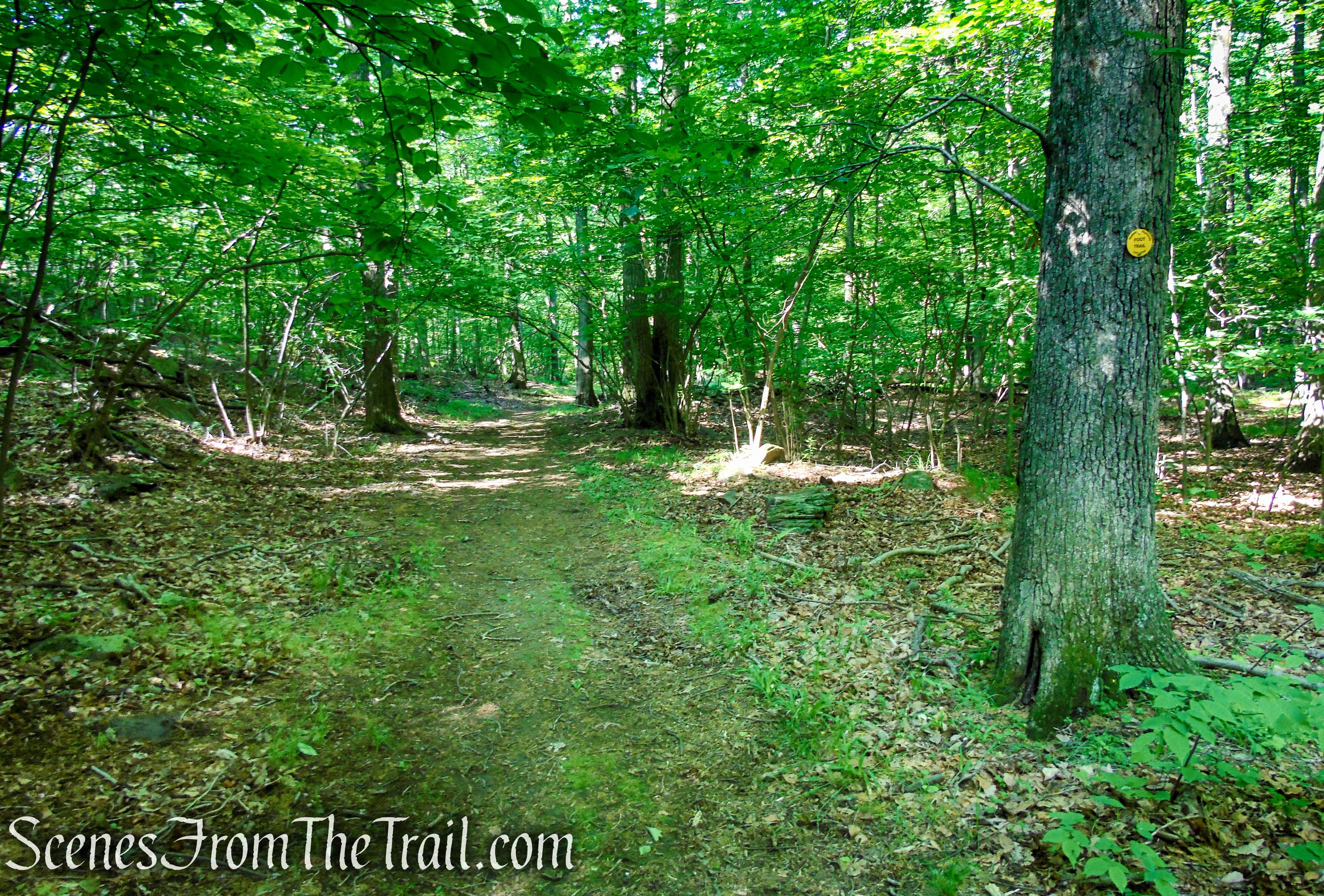 Yellow Trail - Granite Mountain Preserve