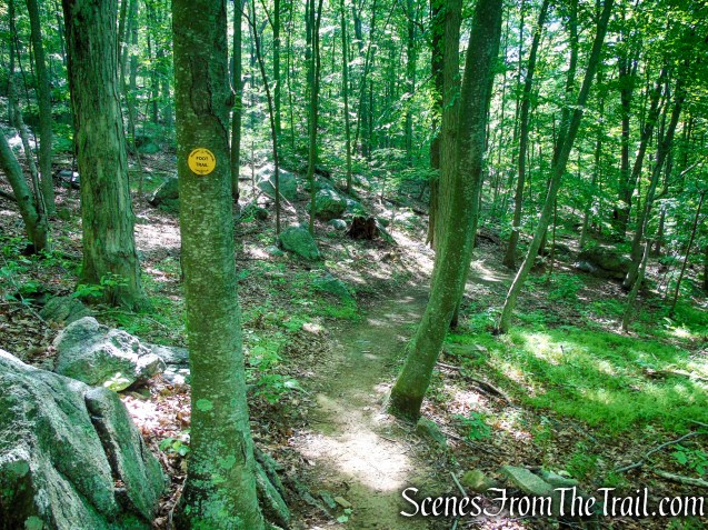 Yellow Trail - Granite Mountain Preserve