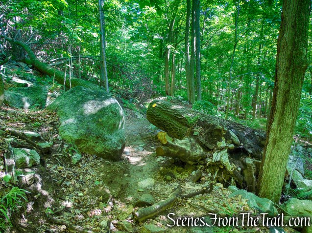 Yellow Trail - Granite Mountain Preserve