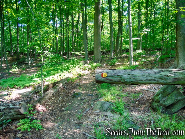 Red-Yellow Trail - Granite Mountain Preserve