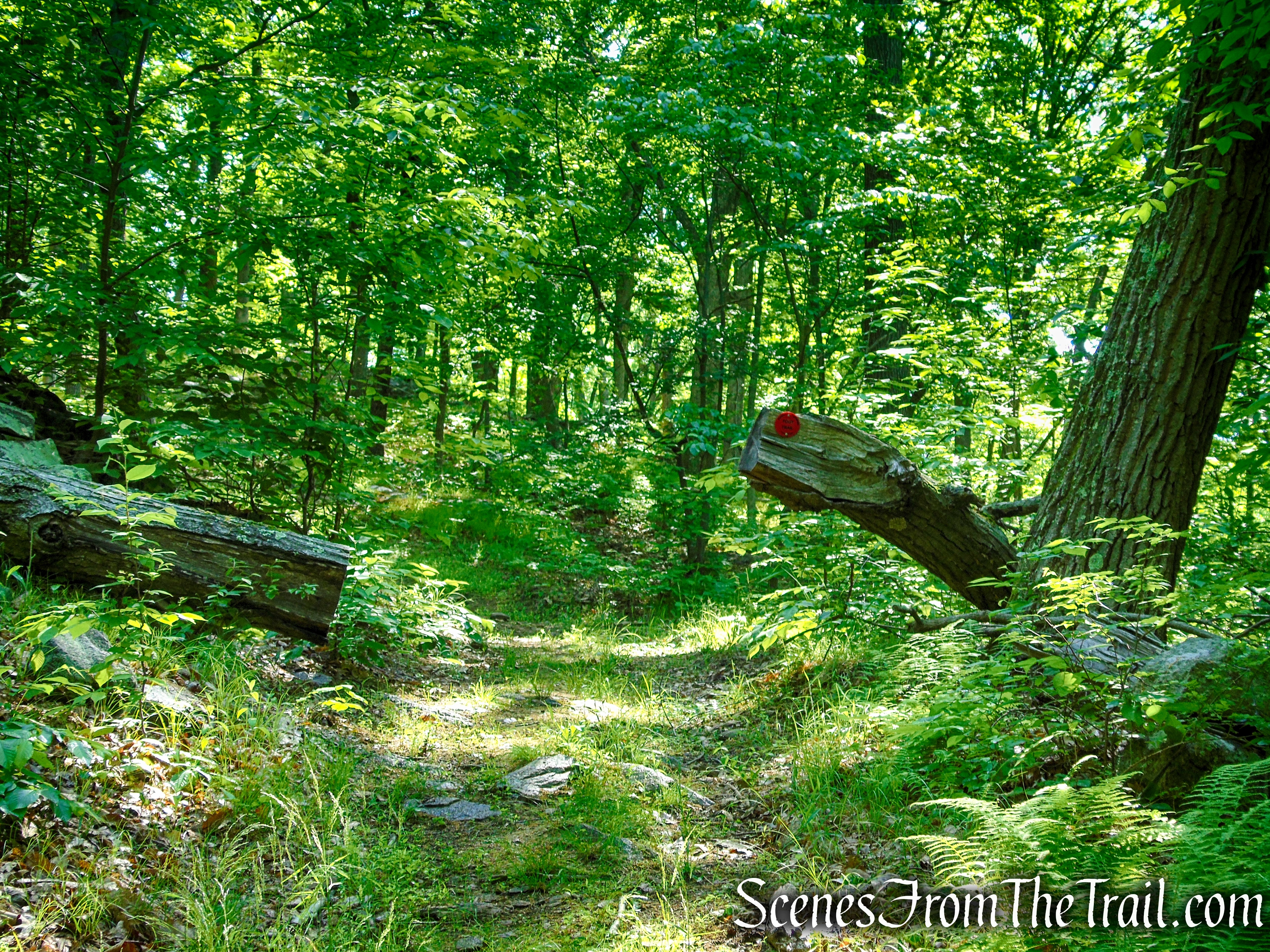 Red Trail - Granite Mountain Preserve