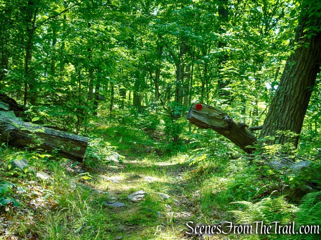 Red Trail - Granite Mountain Preserve
