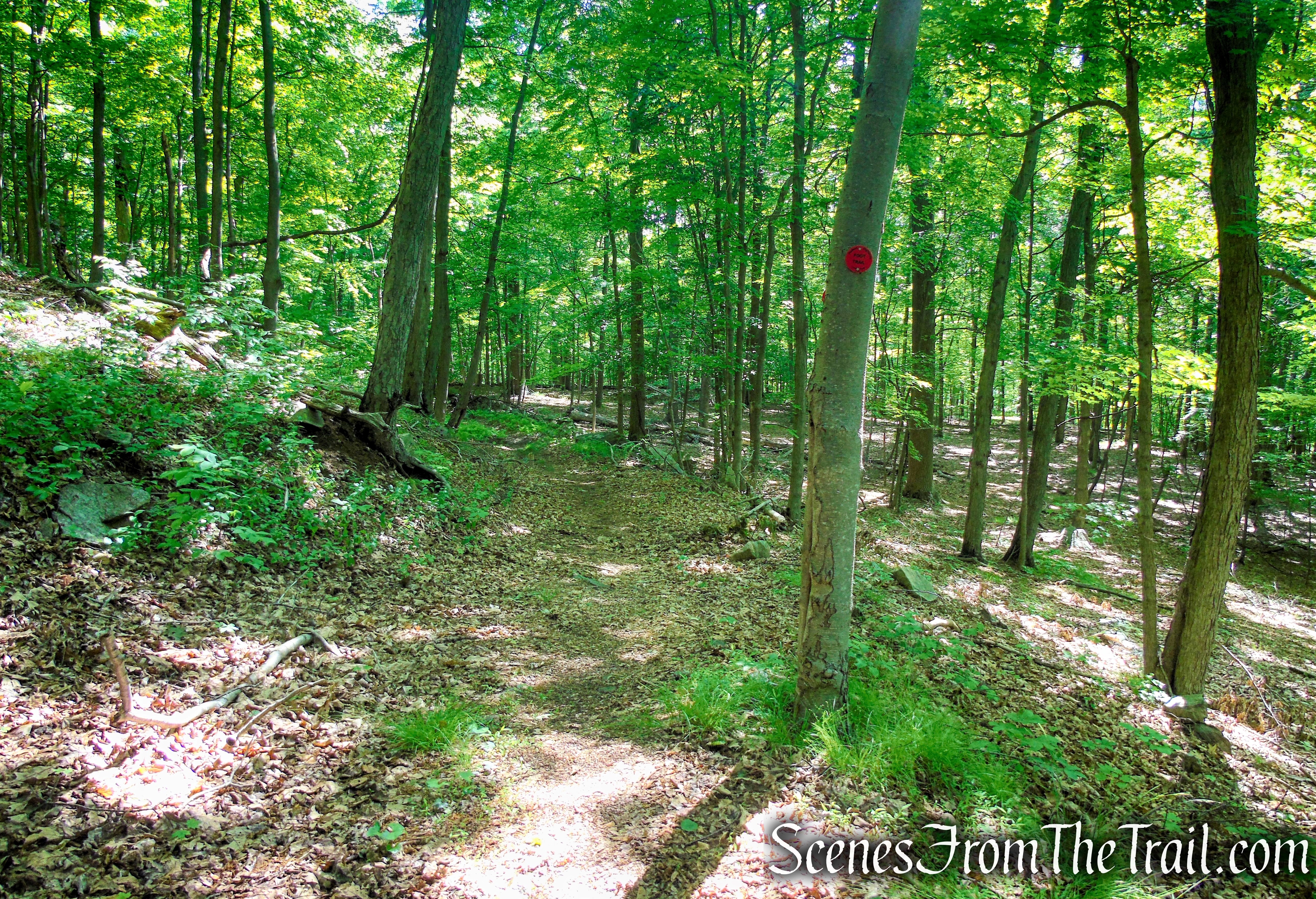 Red Trail - Granite Mountain Preserve