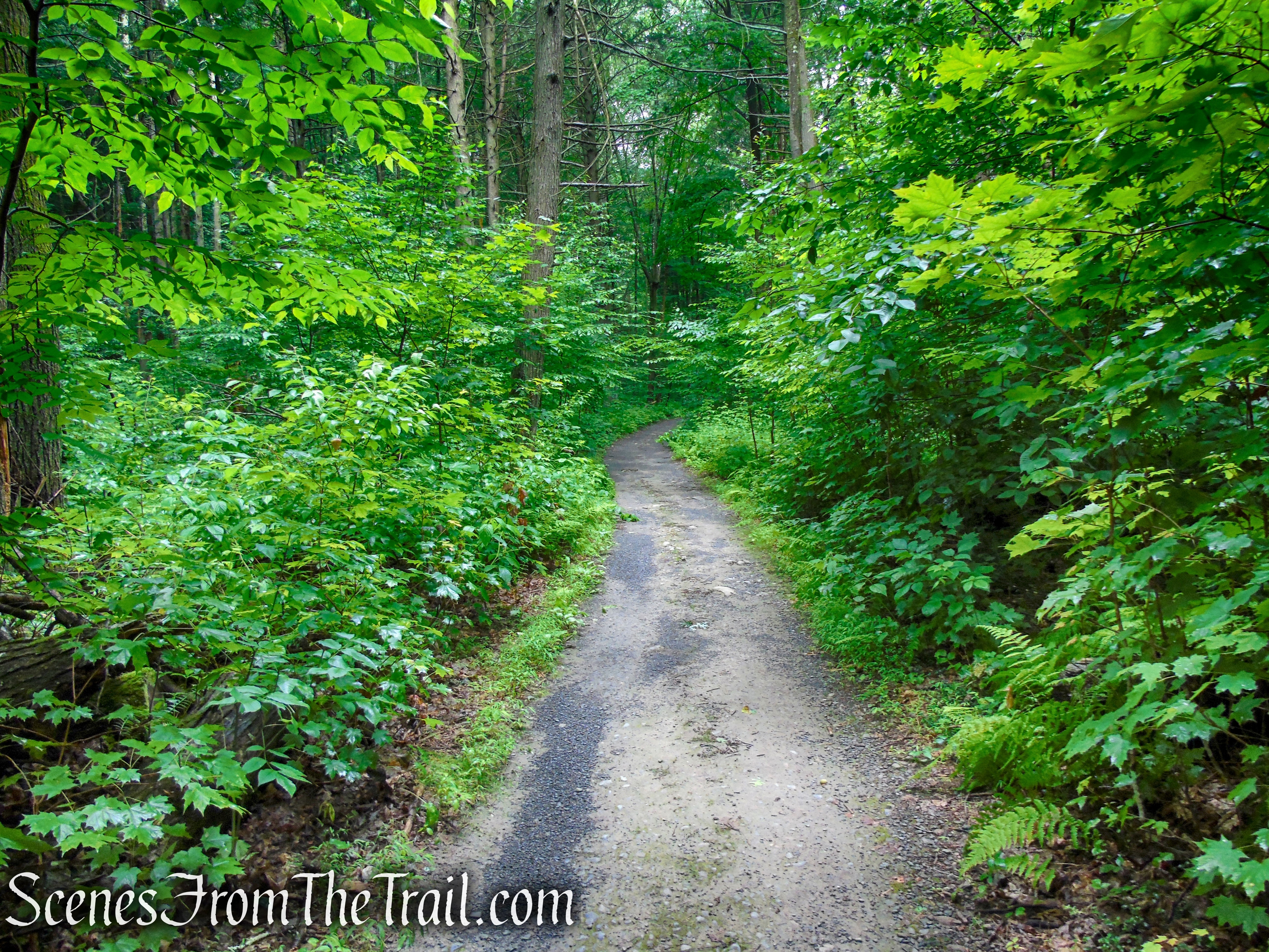 Lower Hornbecks Creek Trail