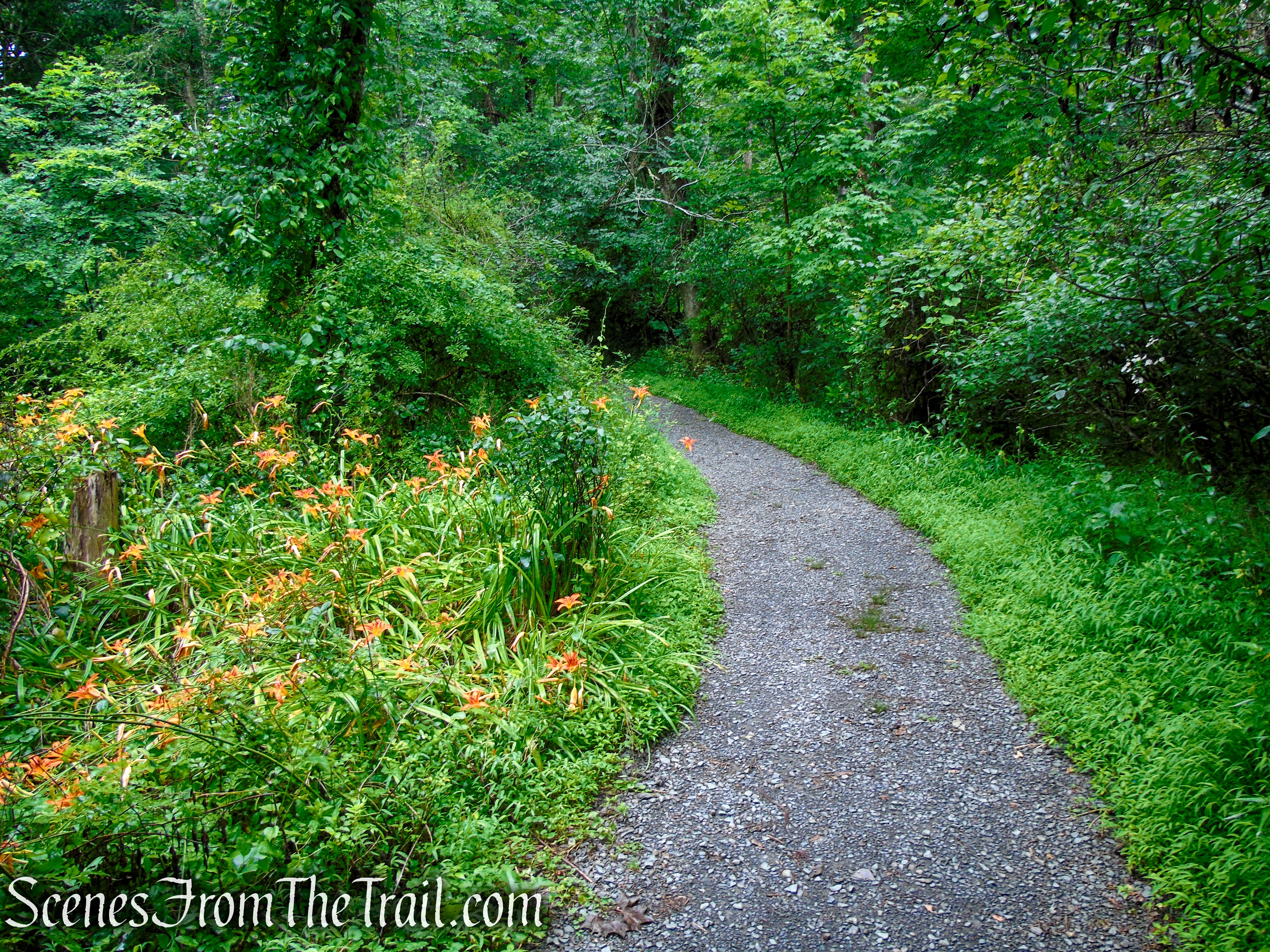 Lower Hornbecks Creek Trail