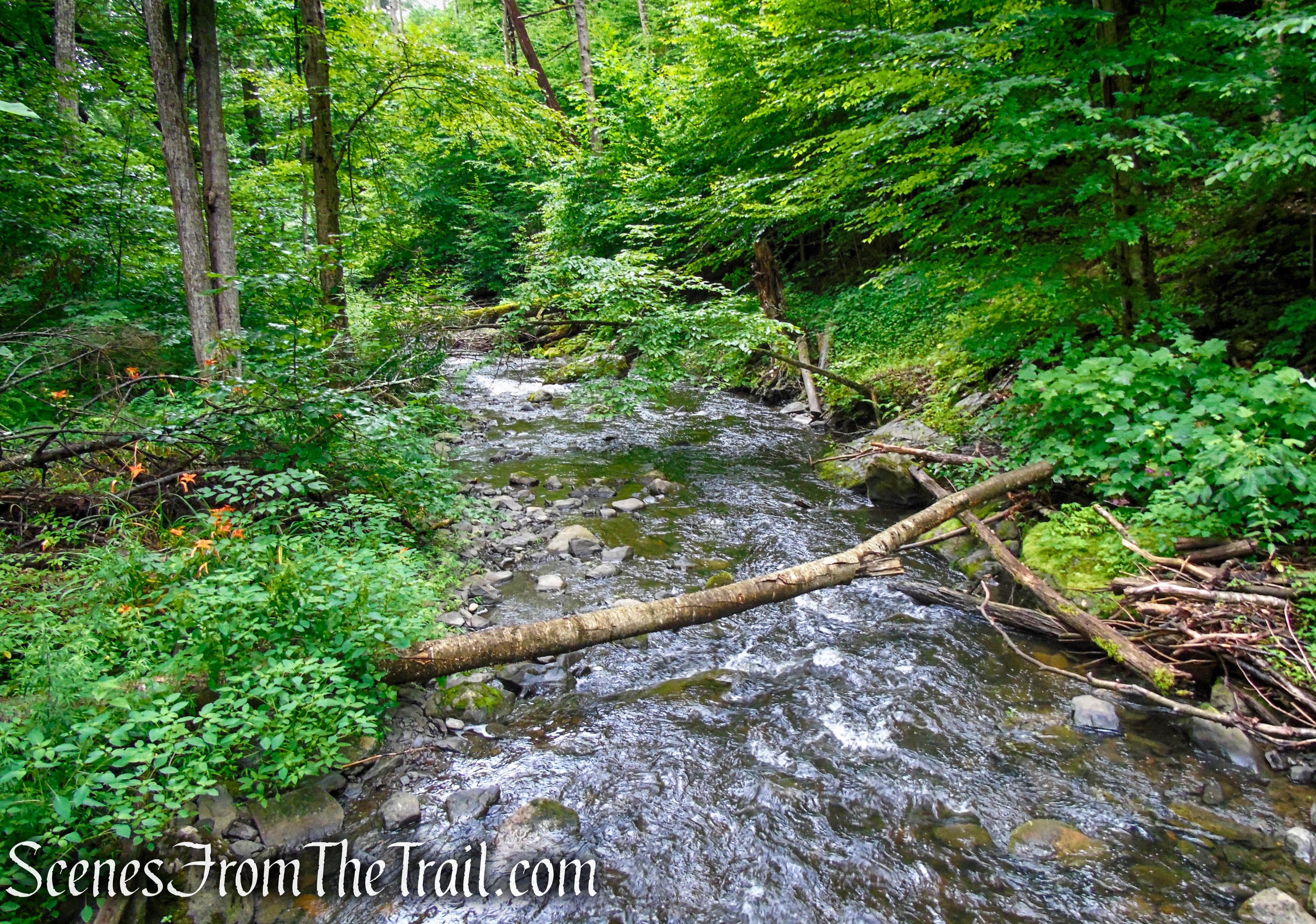 Lower Hornbecks Creek Trail