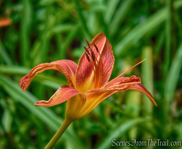 Lower Hornbecks Creek Trail