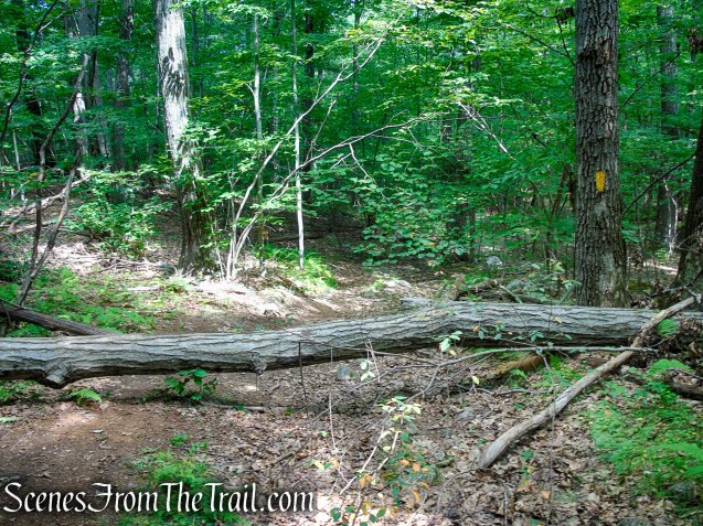 Yellow Trail - Pootatuck State Forest