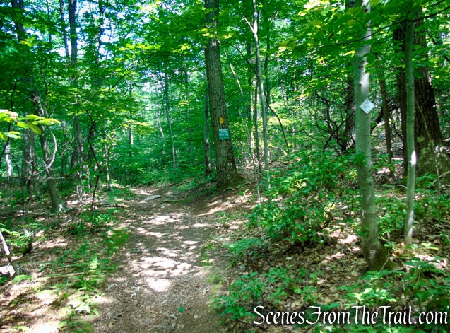 Yellow Trail - Pootatuck State Forest