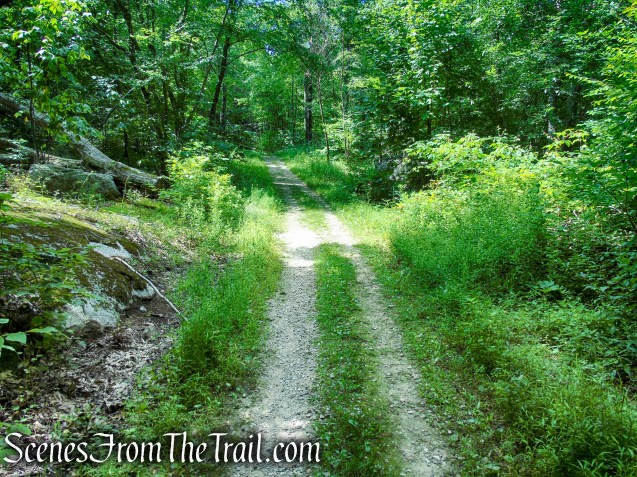 Forest/CCC Road - Pootatuck State Forest