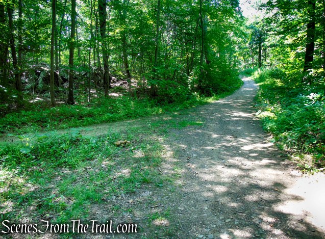 Forest/CCC Road - Pootatuck State Forest