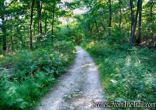 Fire Road - Pootatuck State Forest