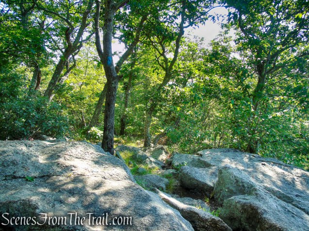 Blue Trail - Pootatuck State Forest