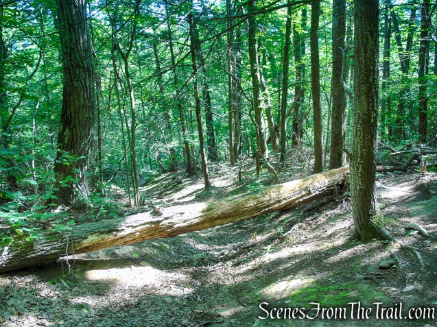 Blue Trail - Pootatuck State Forest