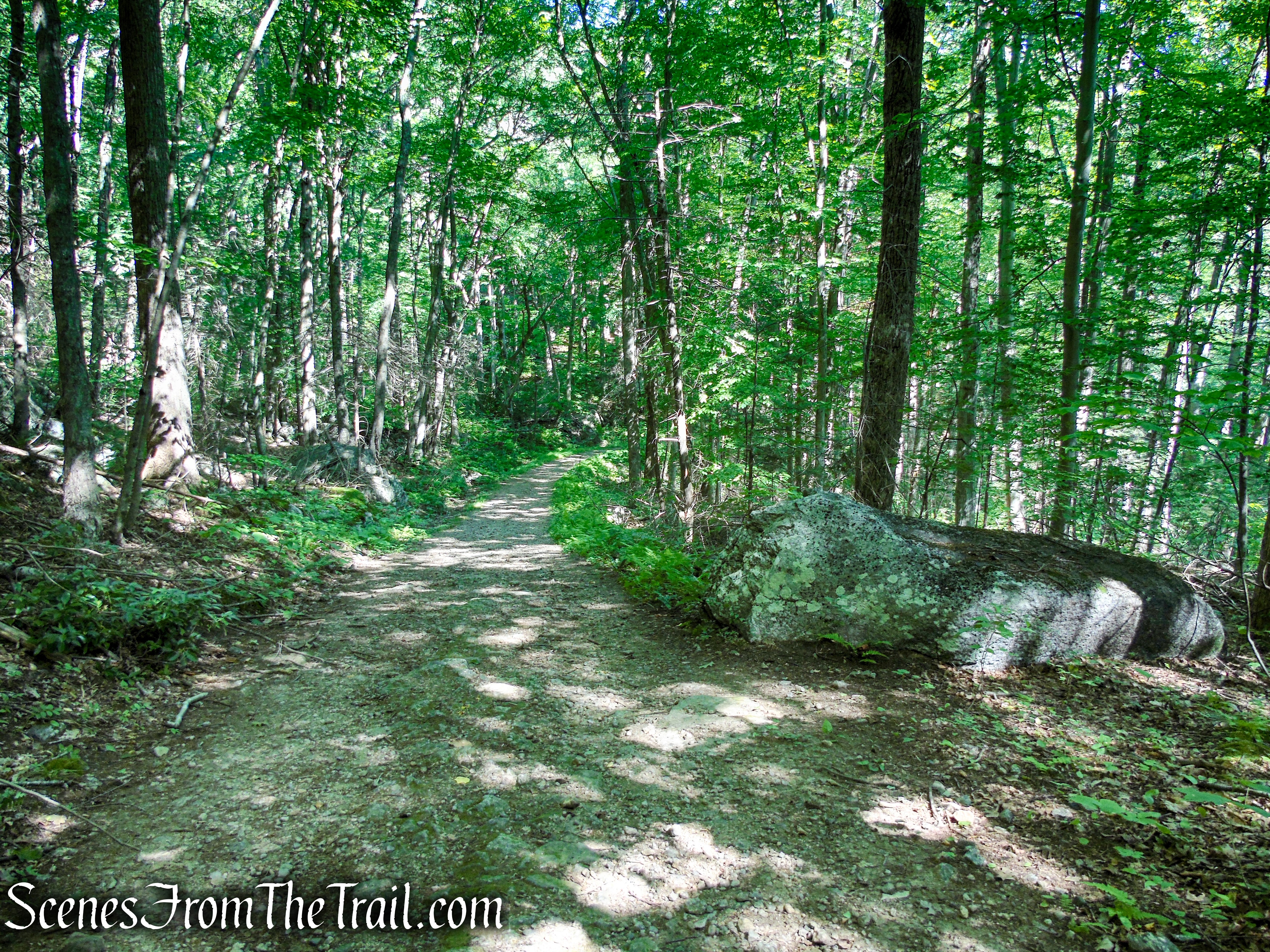 Forest/CCC Road - Pootatuck State Forest