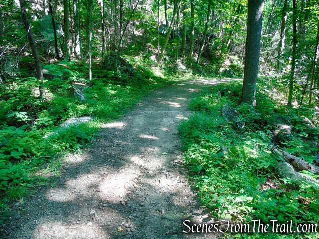 Forest/CCC Road - Pootatuck State Forest