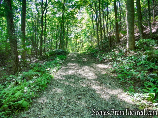 Forest/CCC Road - Pootatuck State Forest