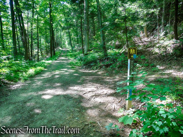 Forest/CCC Road - Pootatuck State Forest