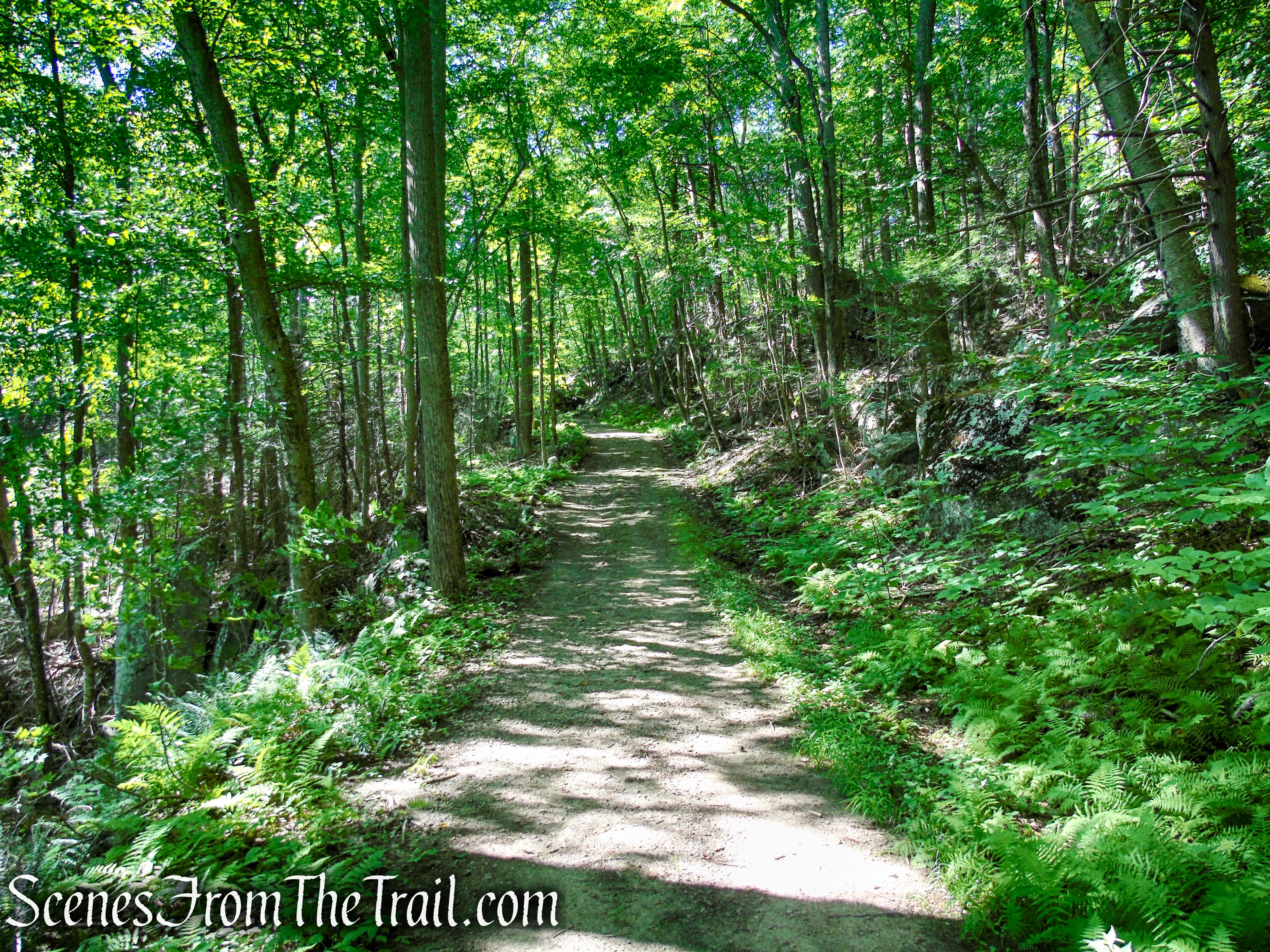 Forest/CCC Road - Pootatuck State Forest