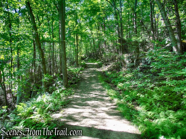 Forest/CCC Road - Pootatuck State Forest