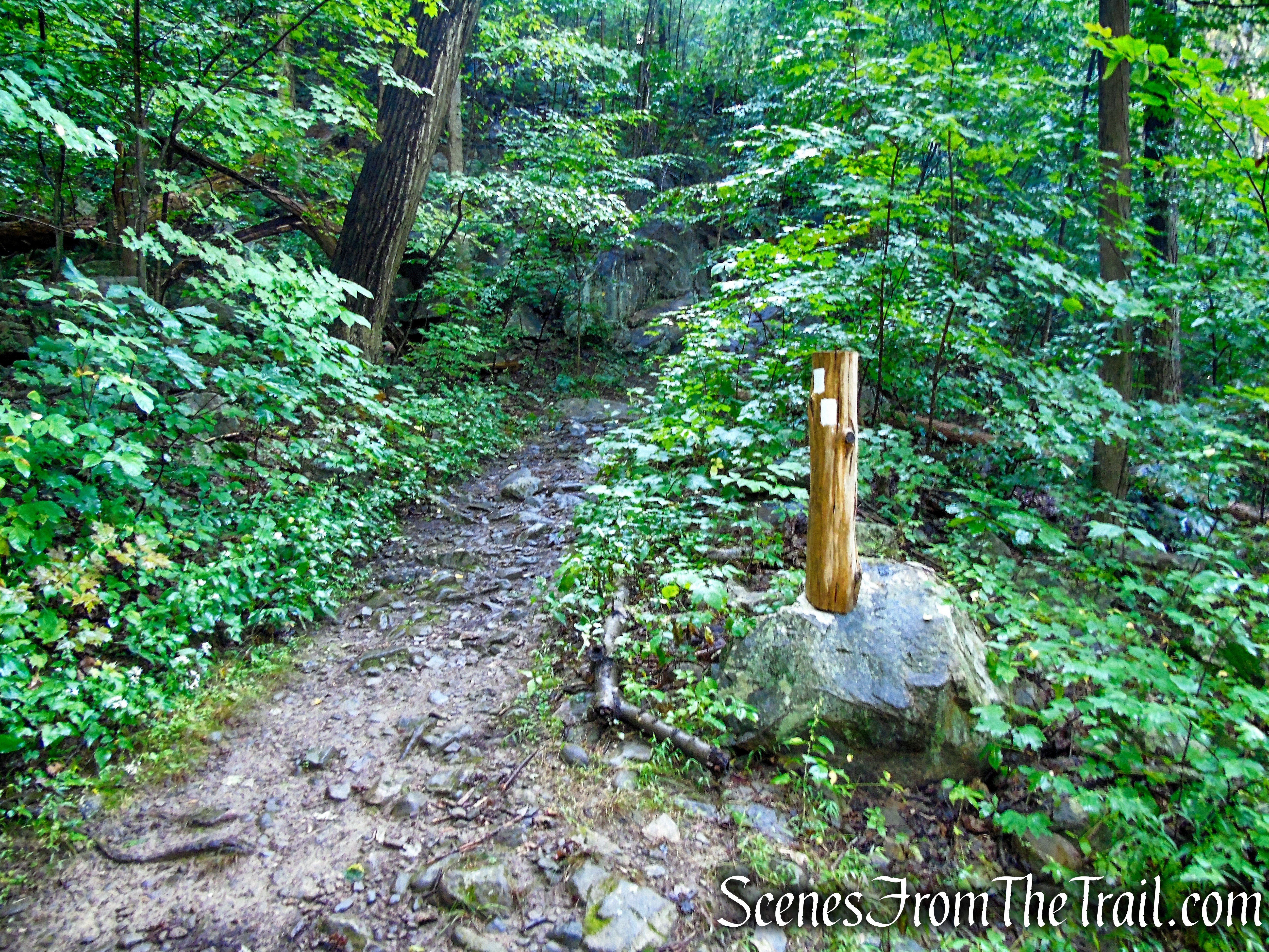 Scenic Trail - Black Rock Forest