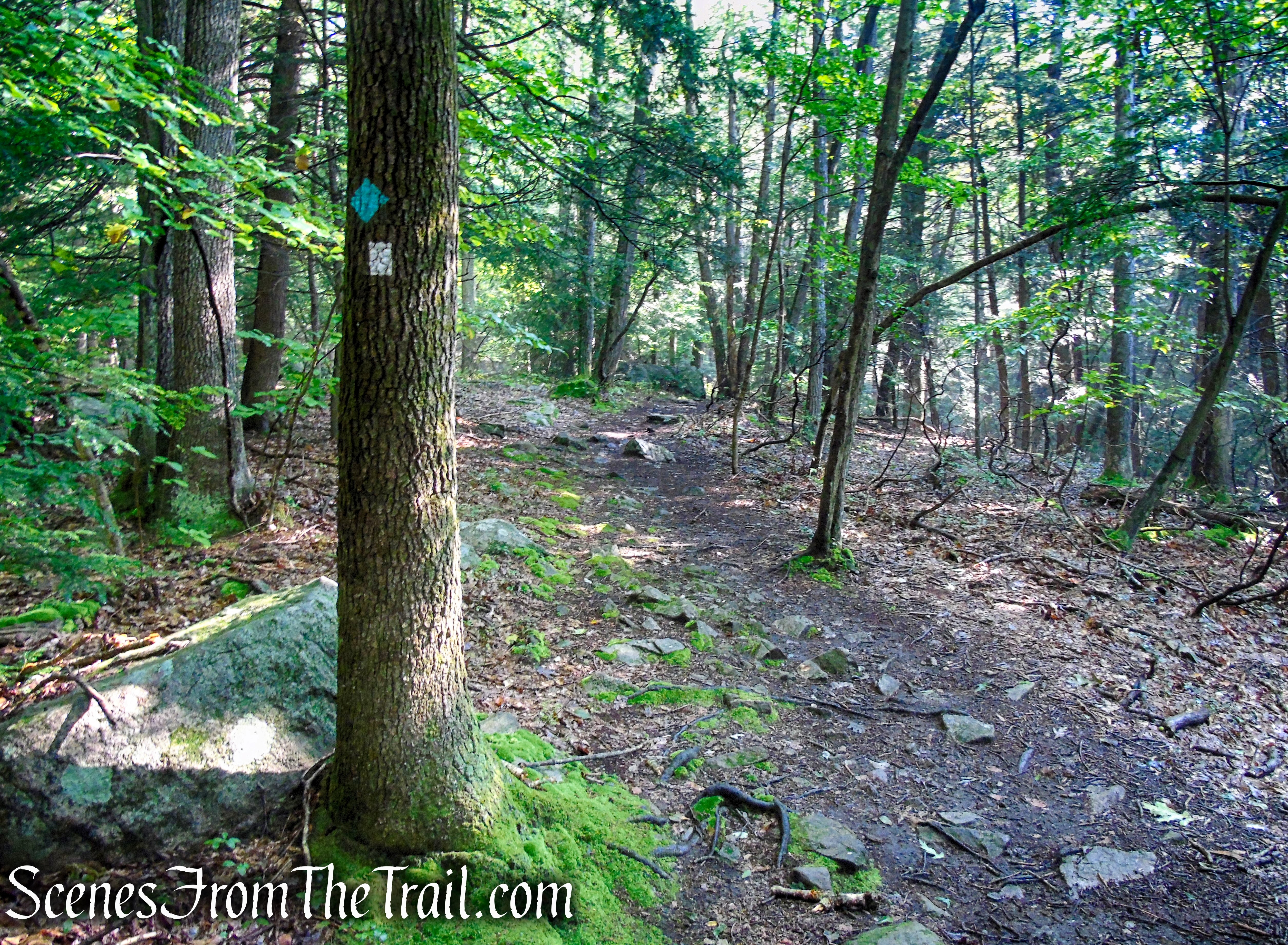 Scenic Trail - Black Rock Forest