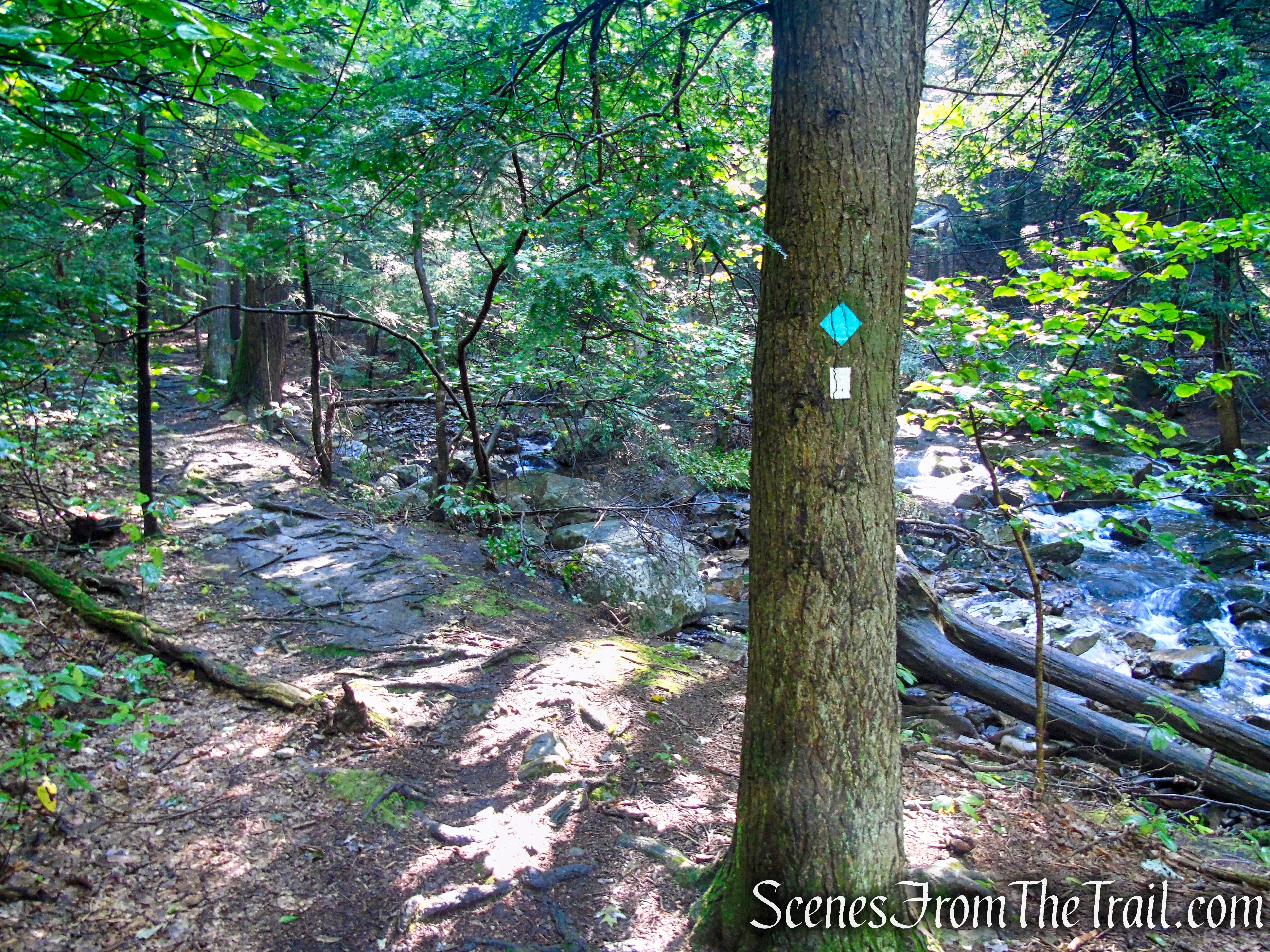 Scenic Trail - Black Rock Forest