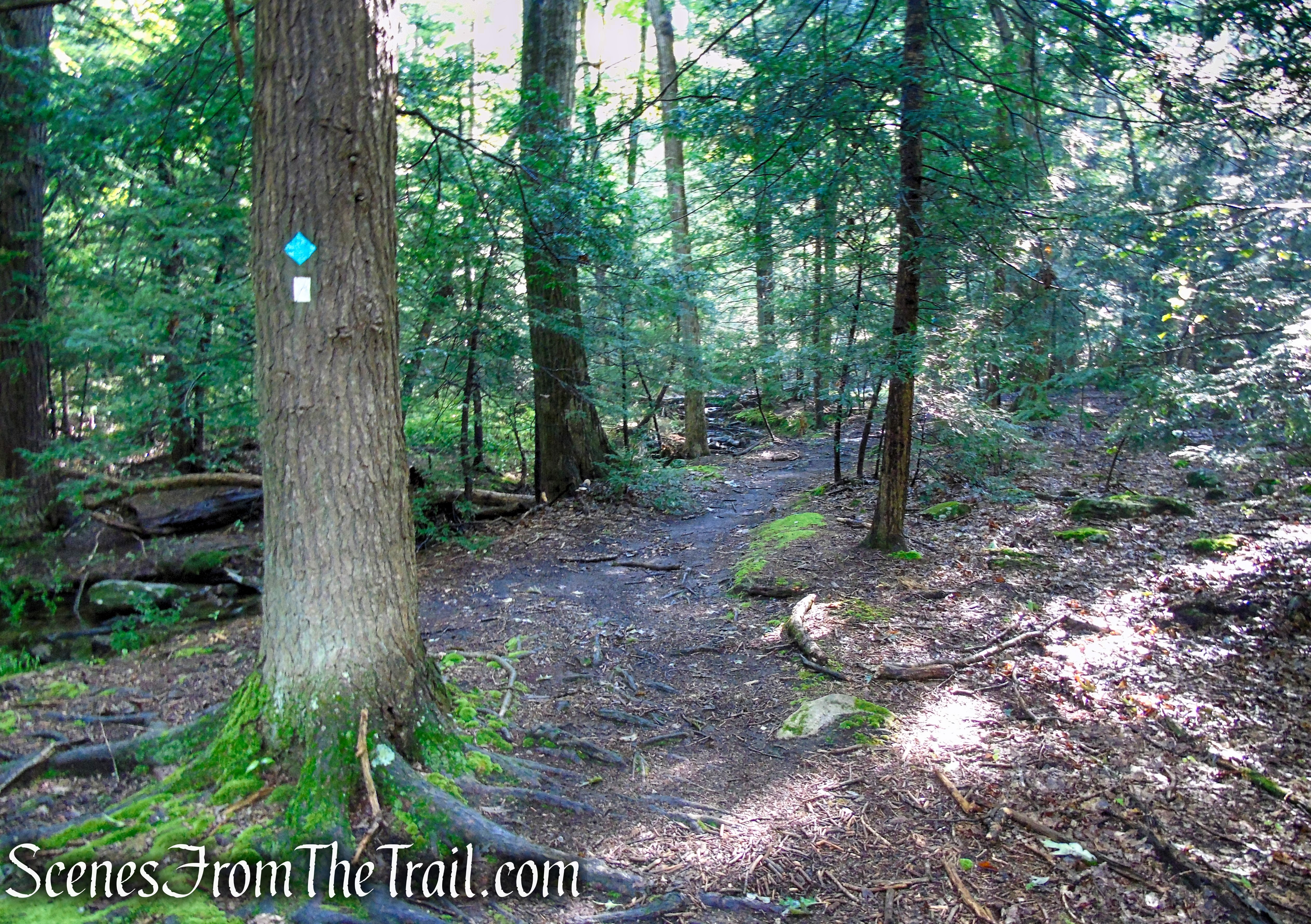 Scenic Trail - Black Rock Forest